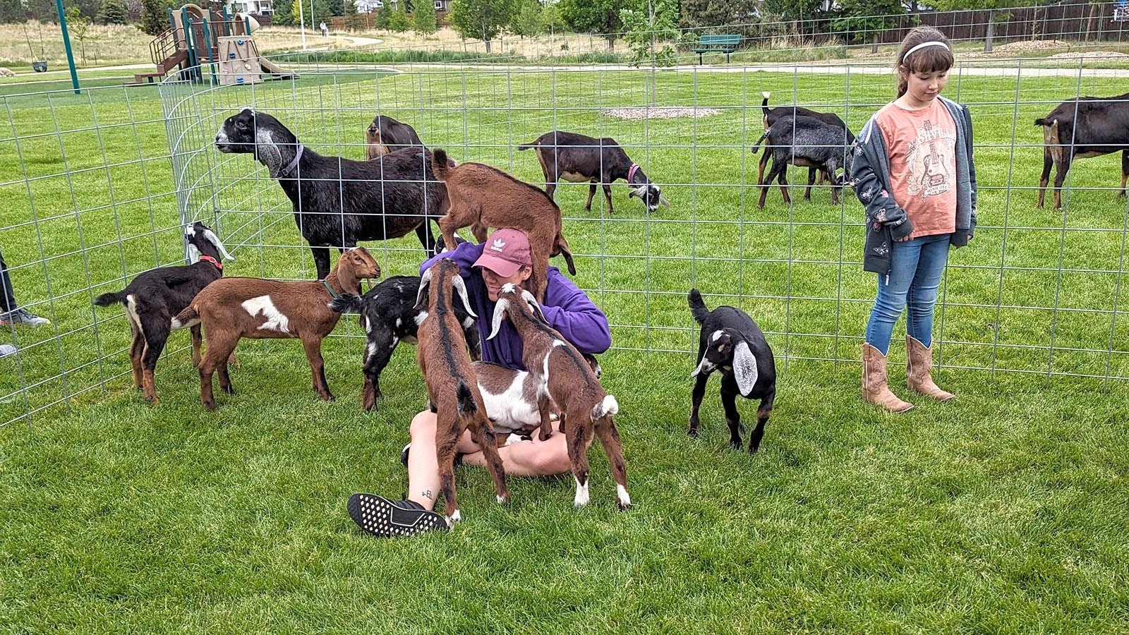 Sit down among the goats and you quickly become part of their idea of goat yoga, as Kristi Walk finds out.