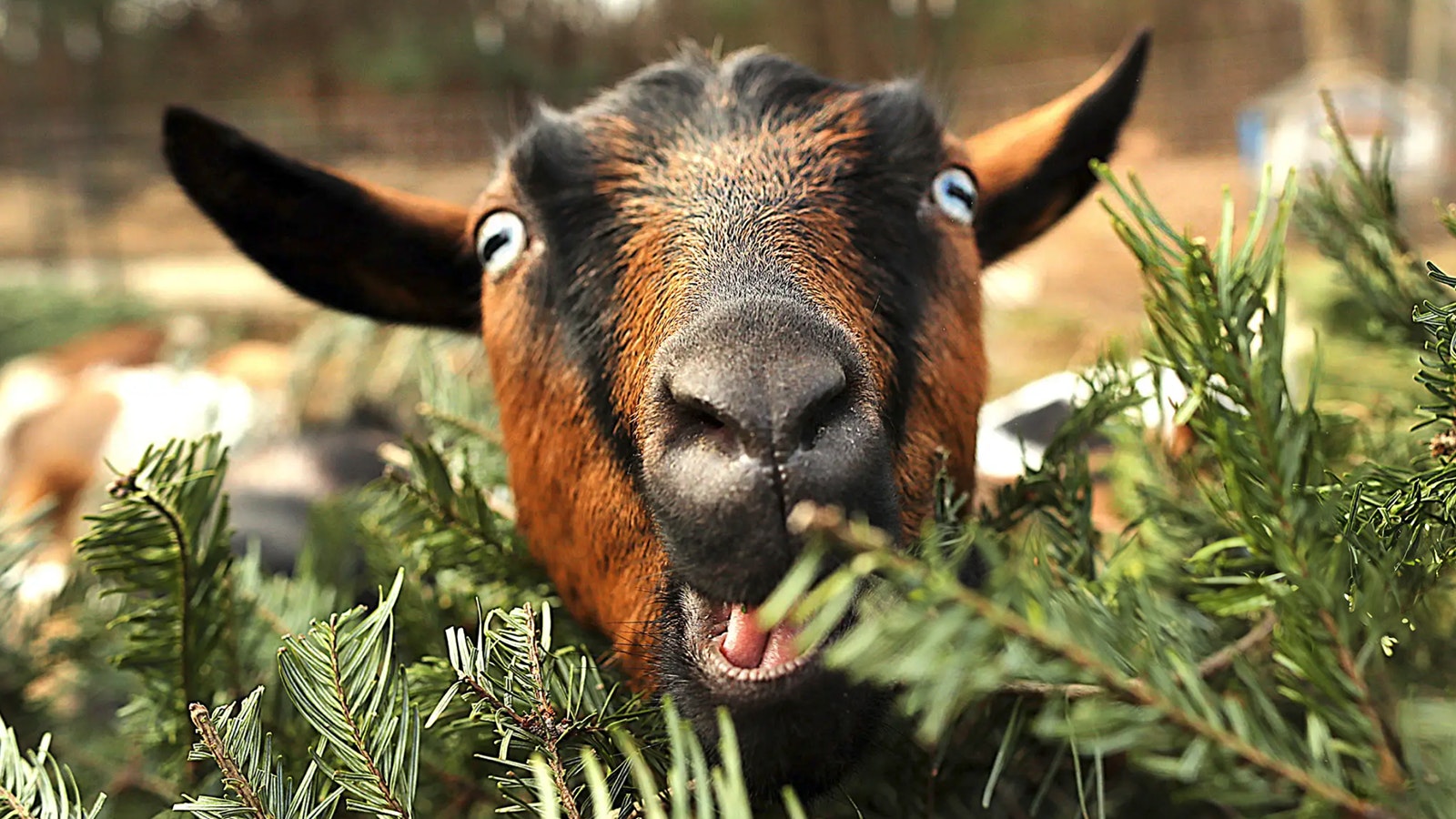 Goats eat Chrstimas trees John Tlumacki Boston Globe via Getty 1 2 25