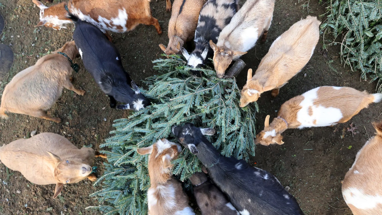 Goats eat Chrstimas trees Matt Stone Boston Herald via Getty 1 2 25