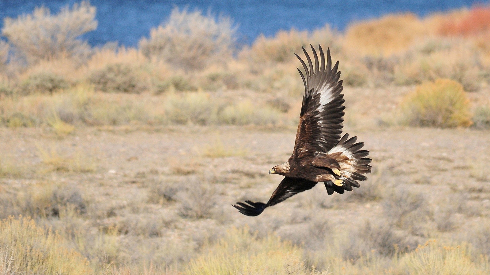 Golden eagles are found through out the West and Wyoming.