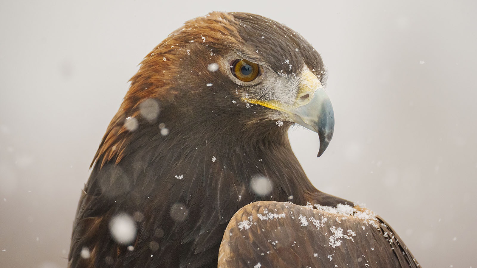 Wyoming has a significant resident population of golden eagles, which doubles during the winter when eagles from Alaska and Canada migrate here.