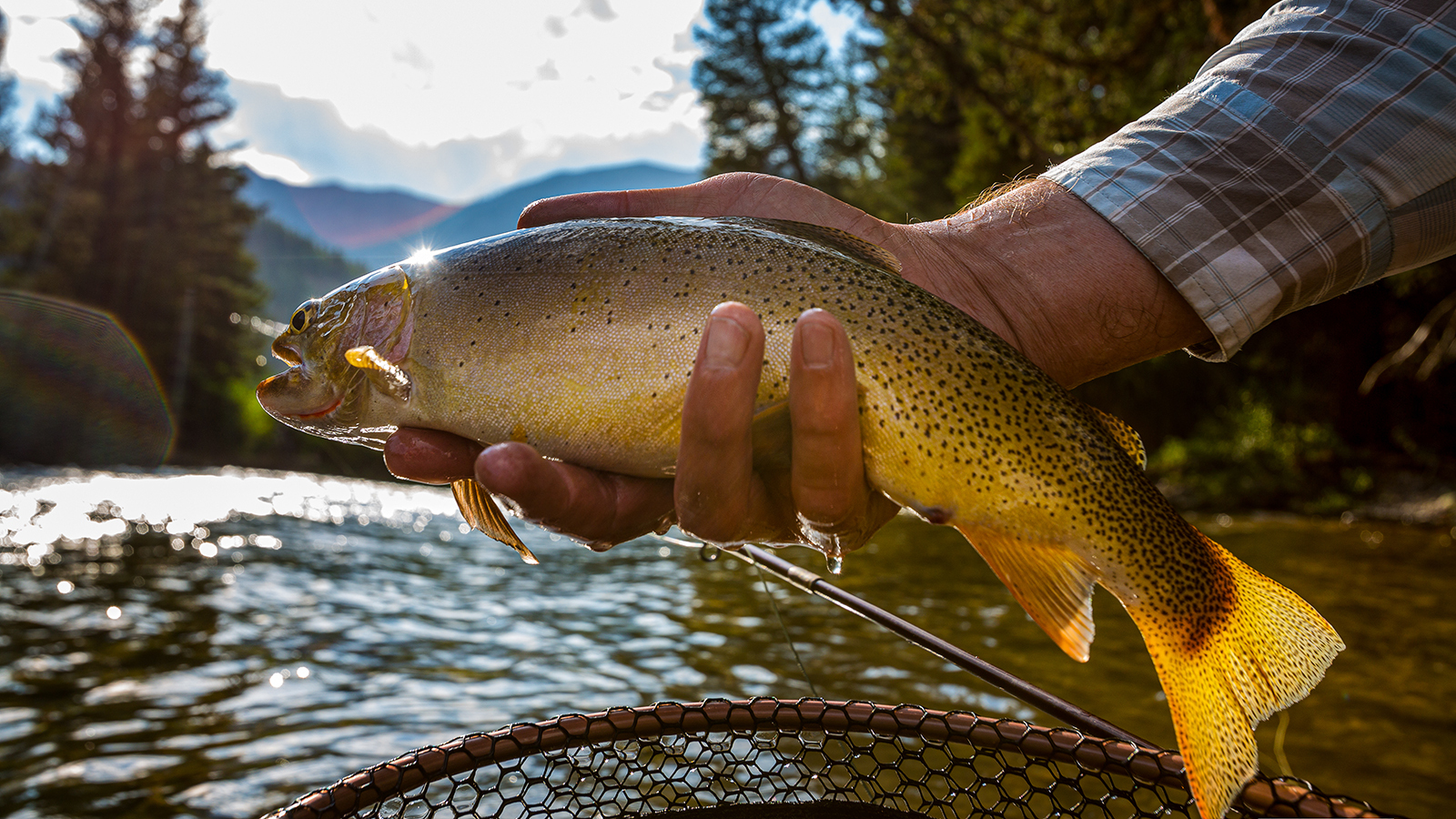 Big Fish Story? Why Wyoming's Golden Trout Record Seems Sketchy