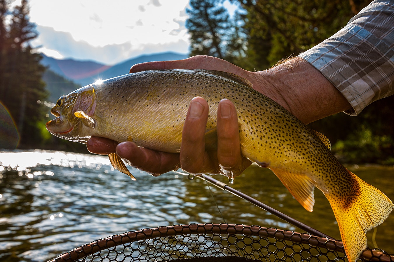 Golden trout in Wyoming rarely grow beyond 5 pounds, which is why the record 11-pound, 4-ounce fish listed as the state record seems sketchy.