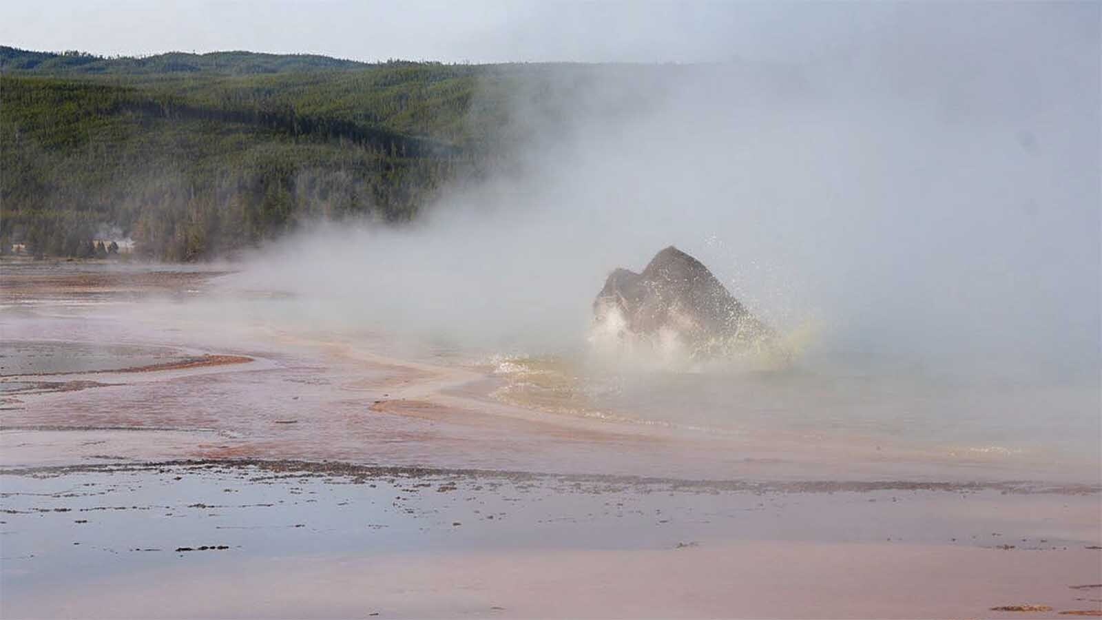 Dozens of Yellowstone visitors witnessed the death of a bison as it stepped into the water at the shallow edge of Grand Prismatic Spring on Saturday morning, leaving behind a carcass that will soon be "dissolved" by the 160-degree water. This photo was shared to the Yellowstone Through the Lens Facebook group by Louise Howard.