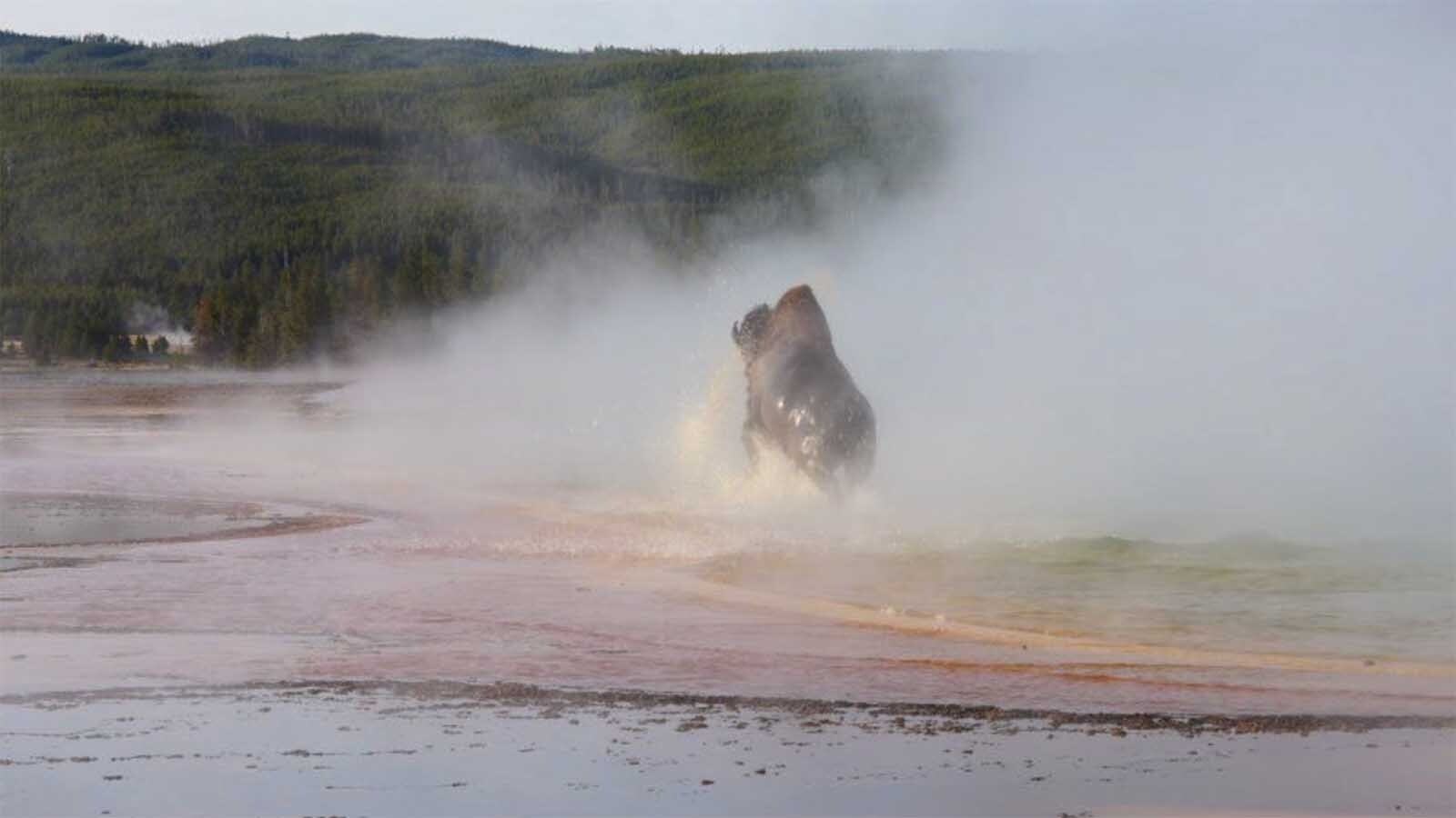Dozens of Yellowstone visitors witnessed the death of a bison as it stepped into the water at the shallow edge of Grand Prismatic Spring on Saturday morning, leaving behind a carcass that will soon be "dissolved" by the 160-degree water. This photo was shared to the Yellowstone Through the Lens Facebook group by Louise Howard.