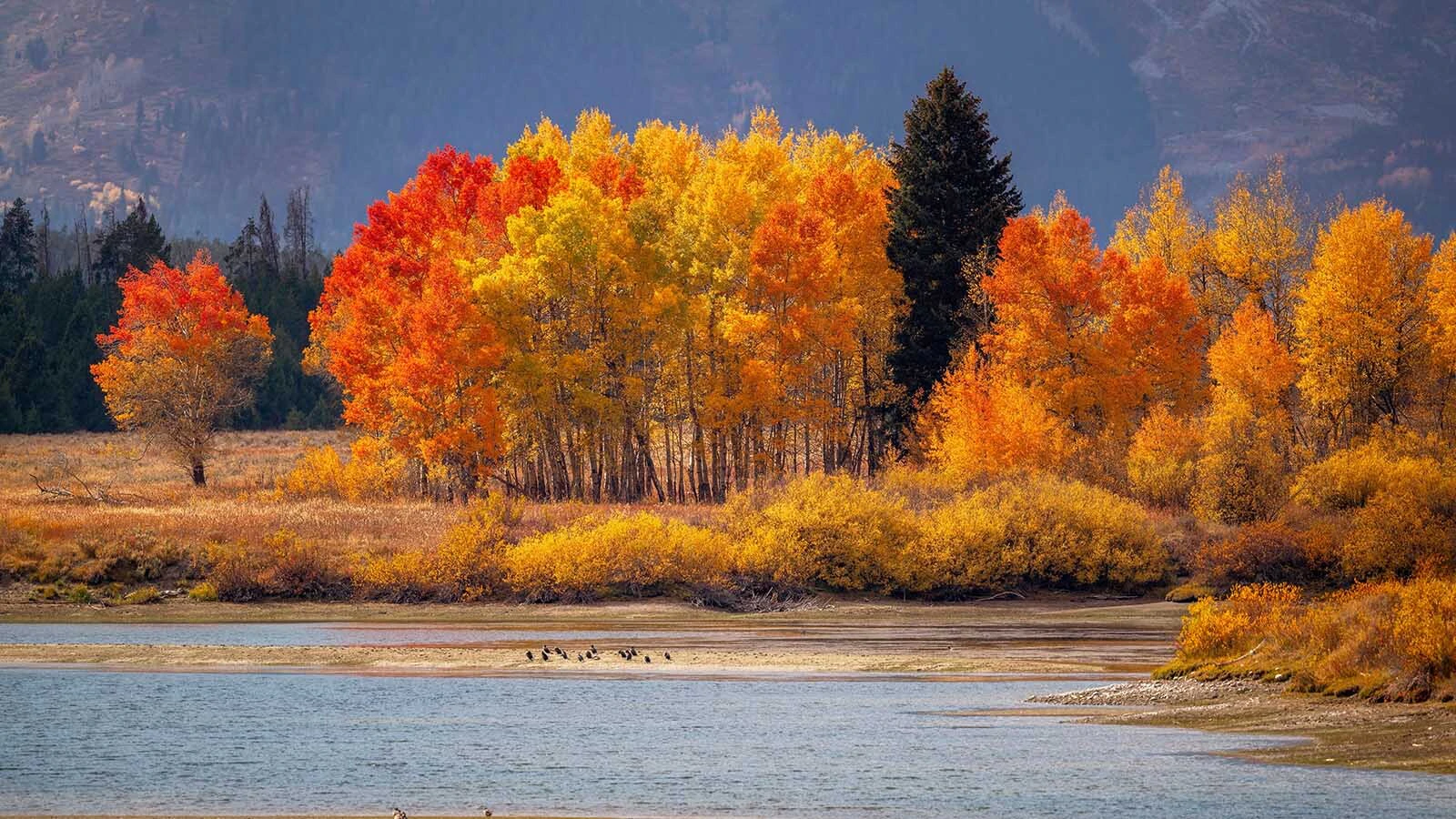 Brilliant colors pop at the height of autumn in Grand Teton National Park.