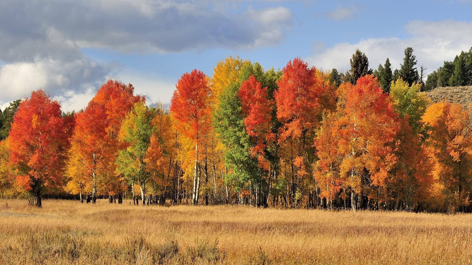 An explosion of fall colors in Grand Teton National Park.