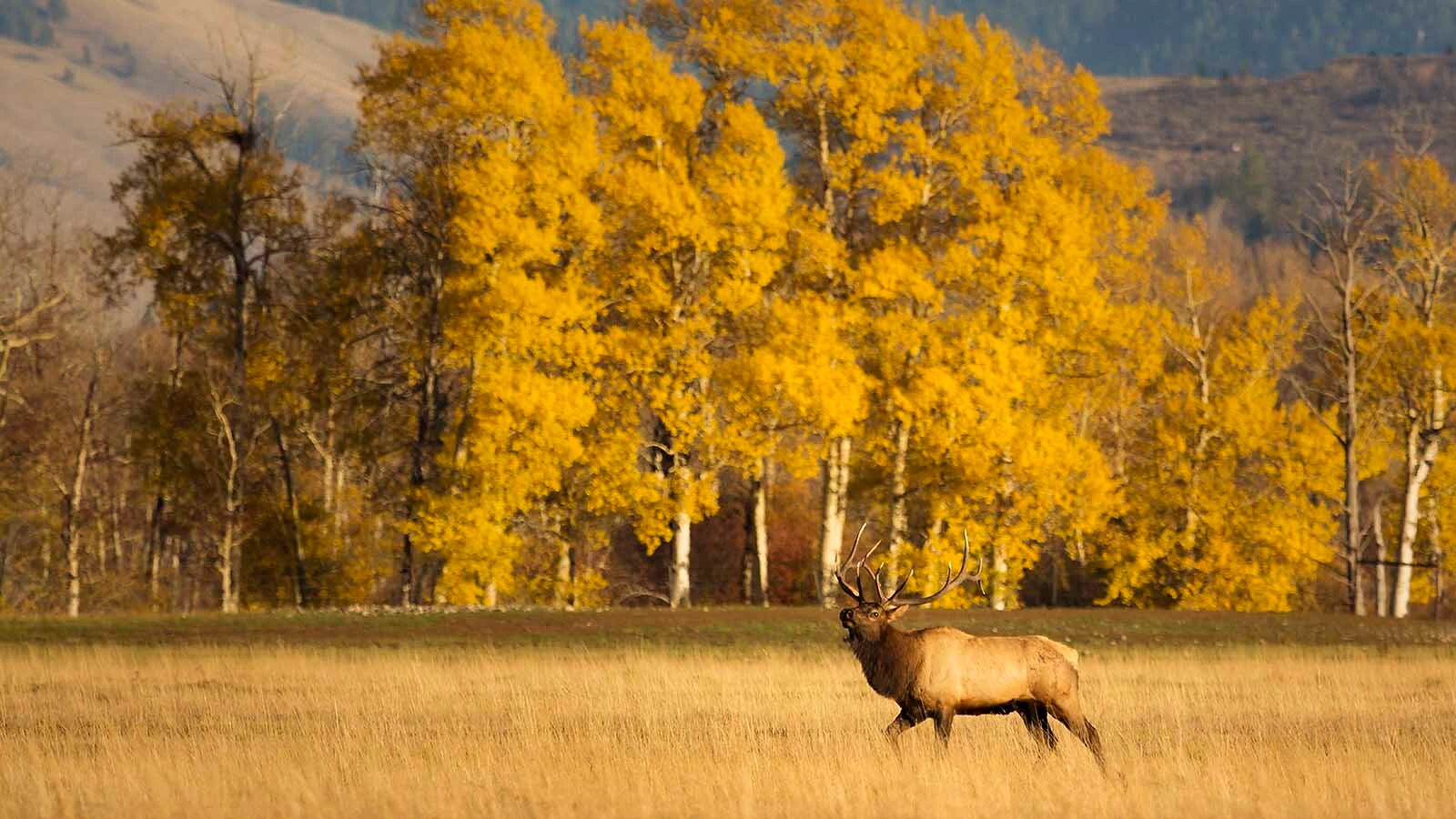 A bull elk bugles with fall colors exploding around in Grand Teton National Park.