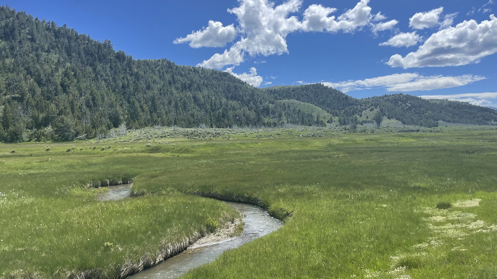 Grass Creek meanders through a field.