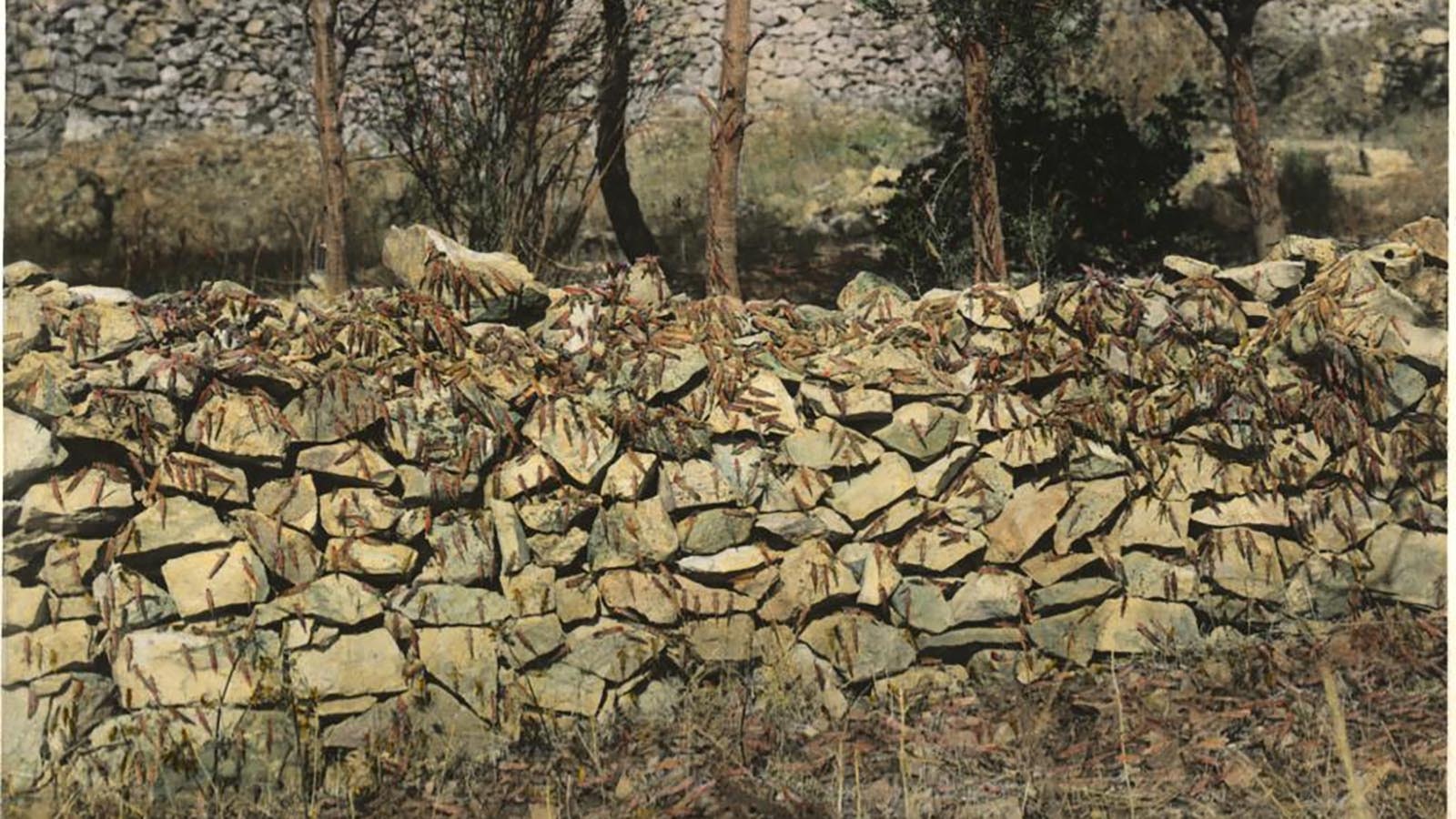 Locusts cover a wall in the Jerusalem area in 1915. The American Colony in Jerusalem experienced a plague similar to what homesteaders faced in the 1870s from the Rocky Mountain Locust.