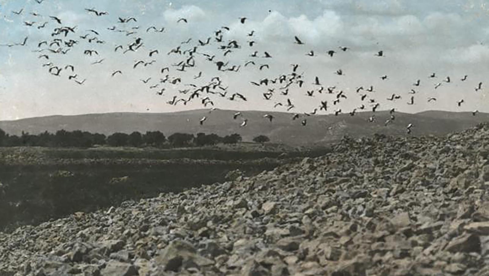 Locusts take flight during an infestation of Jerusalem in 1915 – something similar to what homesteaders faced in the 1870s in the Plains states.