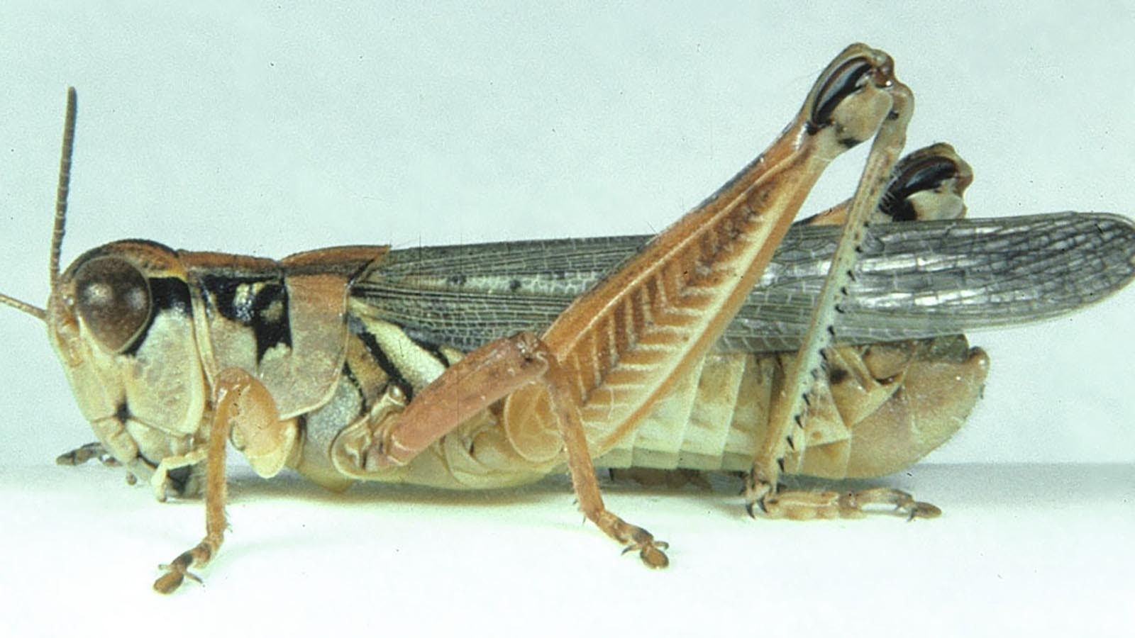 Adult migratory grasshoppers such as this male, pose threats to crops in Wyoming and elsewhere.