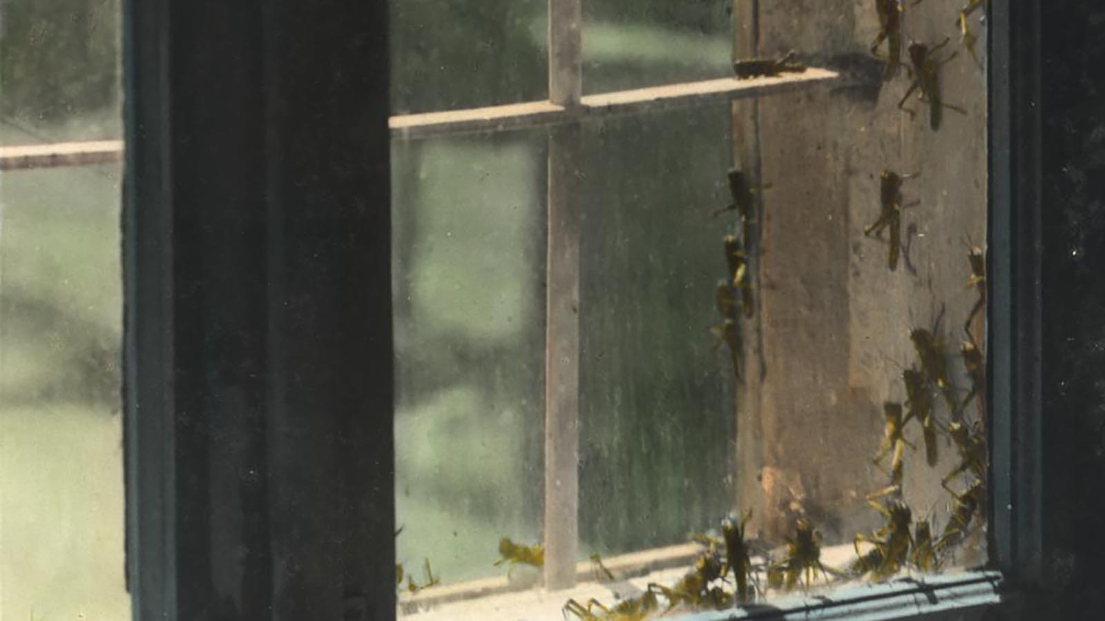 A window of the American Colony in Jerusalem in 1915 shows a locust plague occurring there – it gives a sense of what American homesteaders experienced in the 1870s.