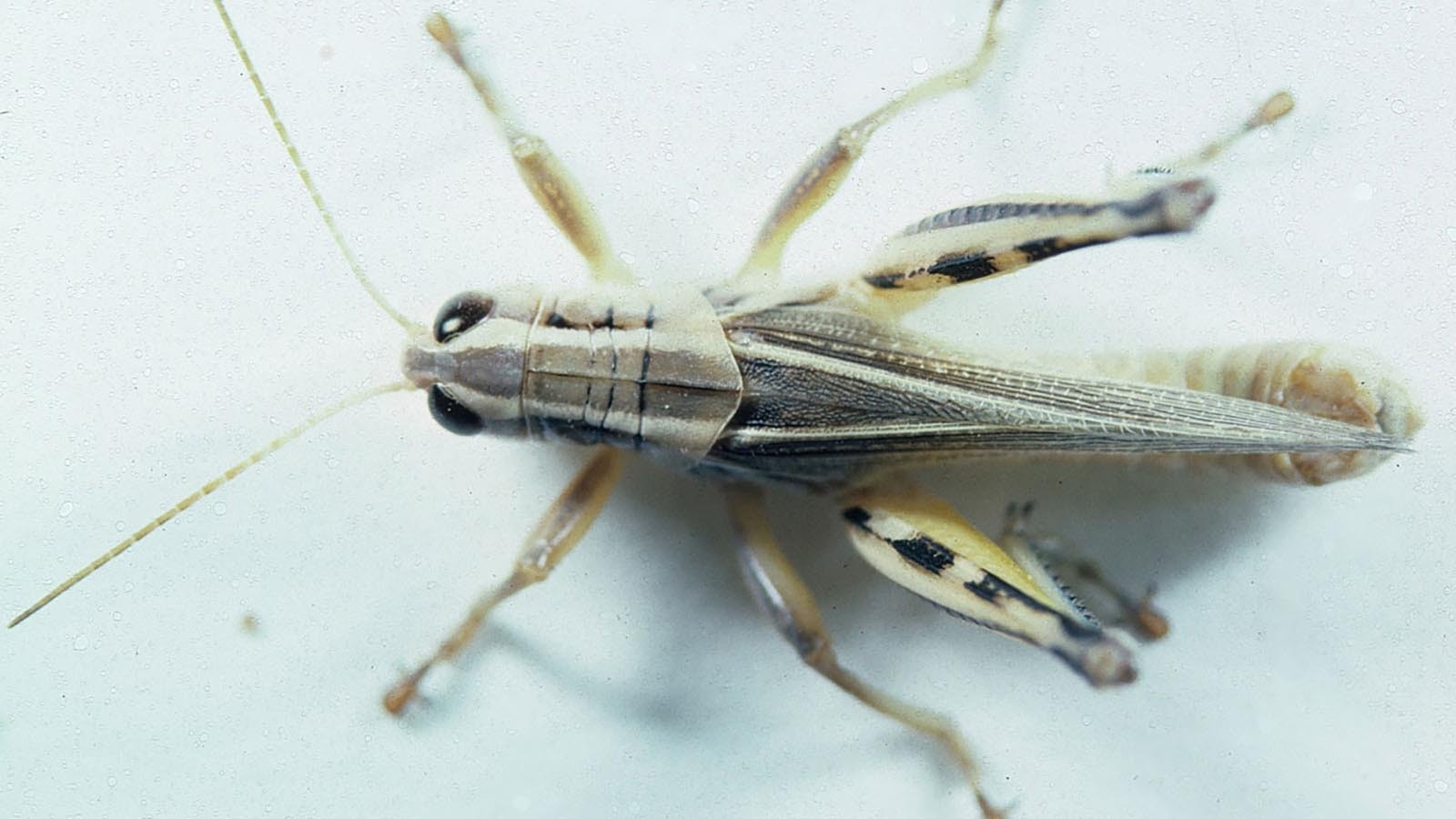 The two-striped grasshopper is a major threat to current crops and rangeland in the West.