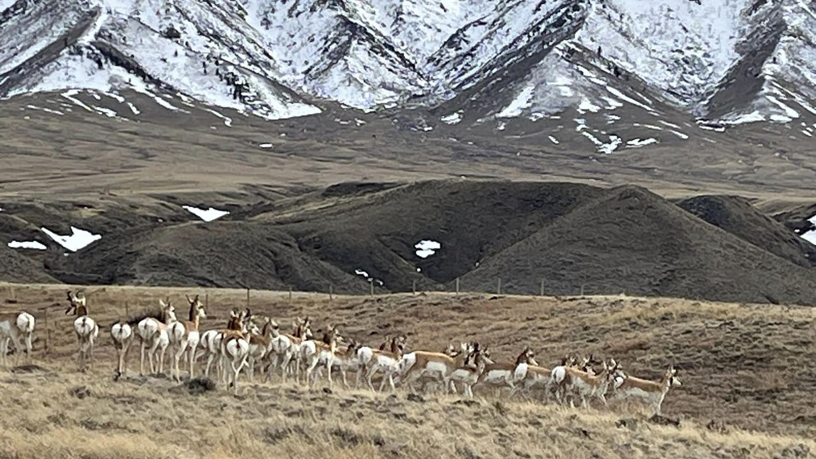 Antelope near the headwaters of Webb Creek in the area of a proposed gravel mine.