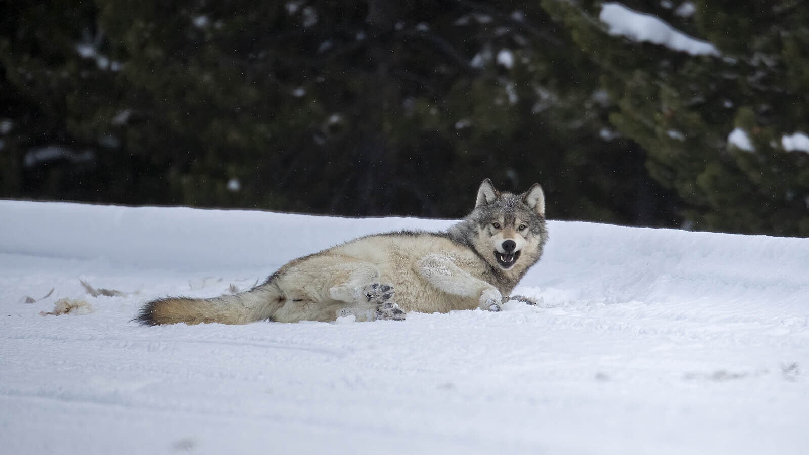 Gray wolf rolling in snow 4 4 24