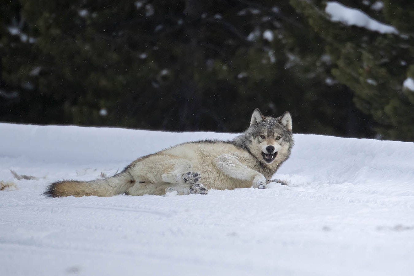 Gray wolf rolling in snow 4 4 24