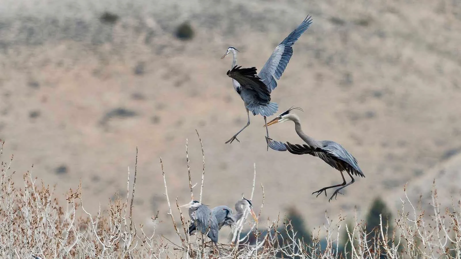 Great blue herons have set up a rookery, or collection of family nests, near Buffalo Bill Reservoir in Park County.