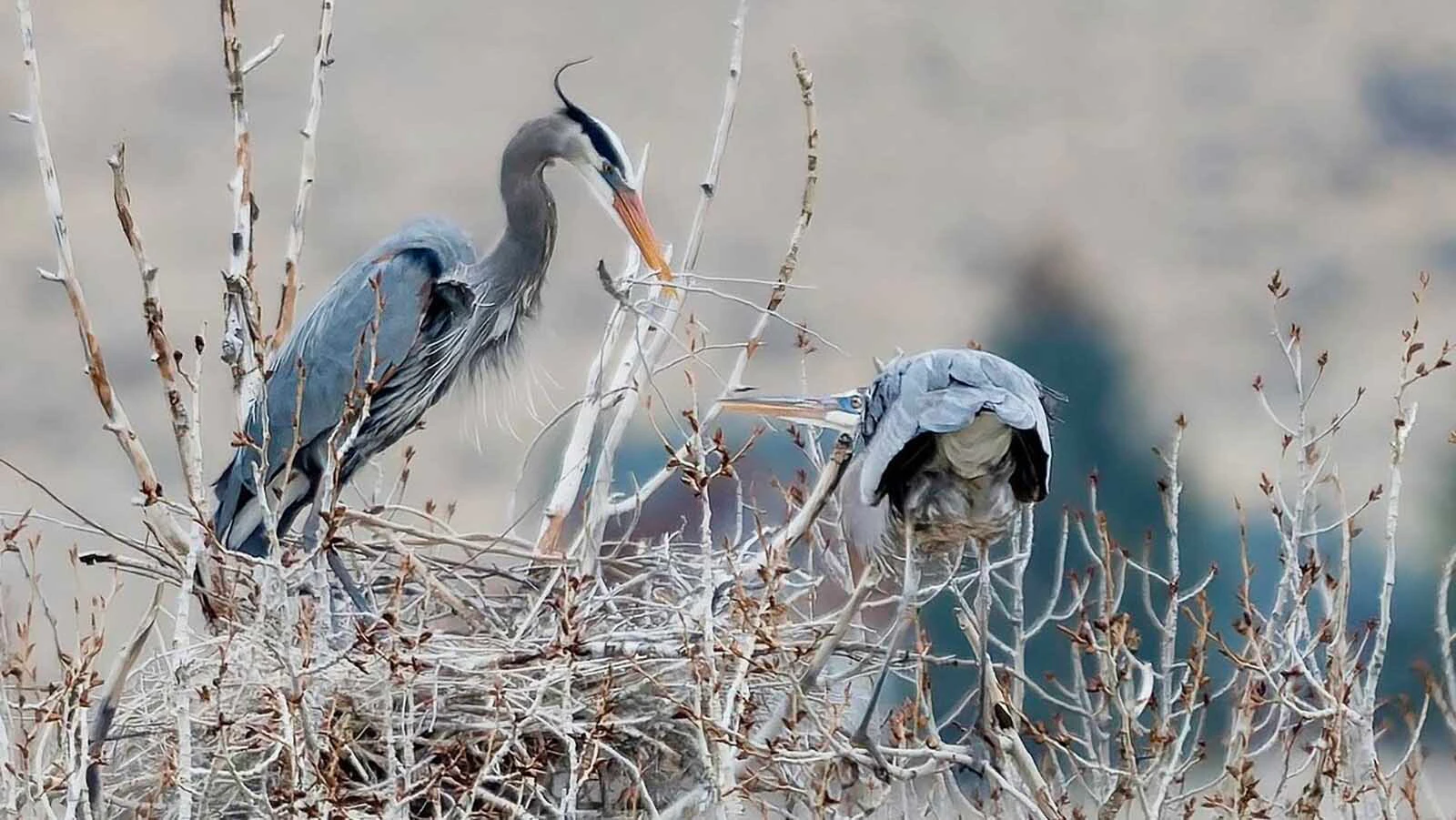 Great blue herons have set up a rookery, or collection of family nests, near Buffalo Bill Reservoir in Park County.