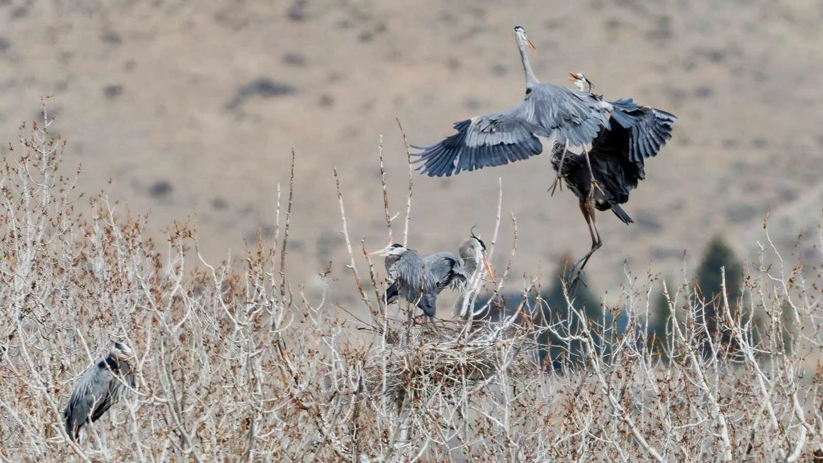 Great blue herons have set up a rookery, or collection of family nests, near Buffalo Bill Reservoir in Park County.