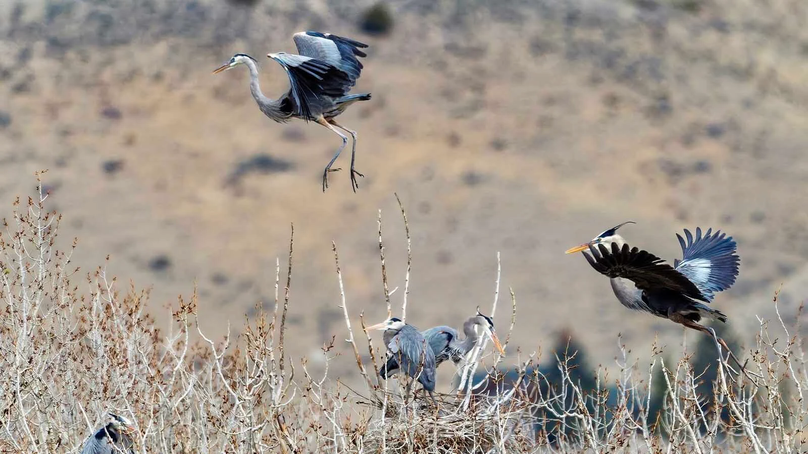 Great blue herons have set up a rookery, or collection of family nests, near Buffalo Bill Reservoir in Park County.