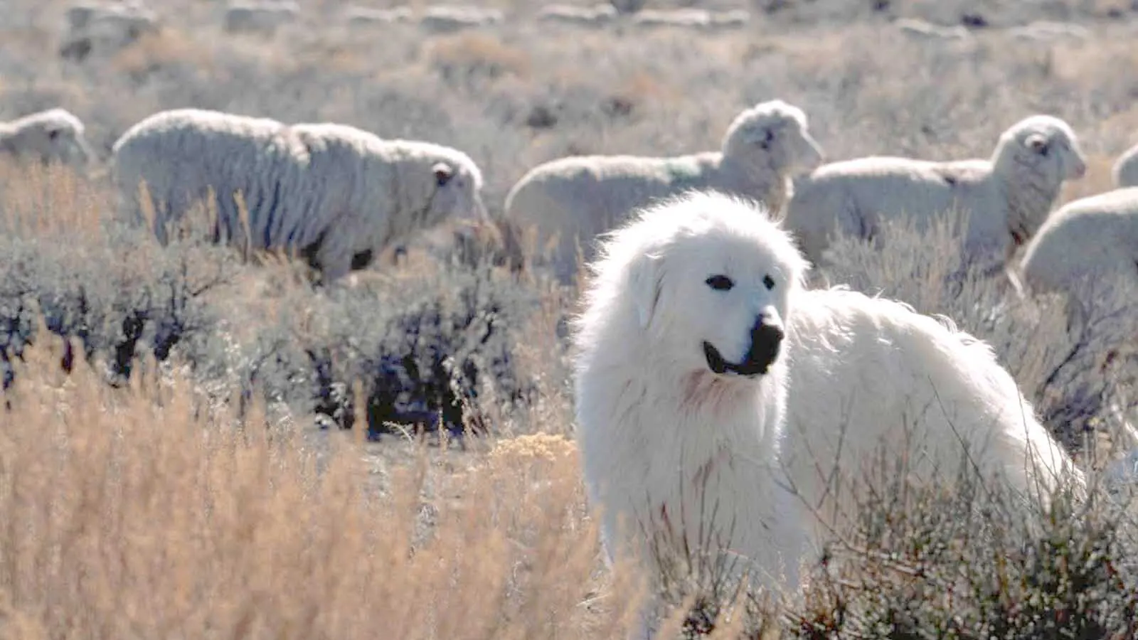 Well-meaning people who mistake livestock guardian dogs for strays are taking them to animal shelters, leaving Wyoming ranchers scrambling to find their missing animals – and their sheep without protection.