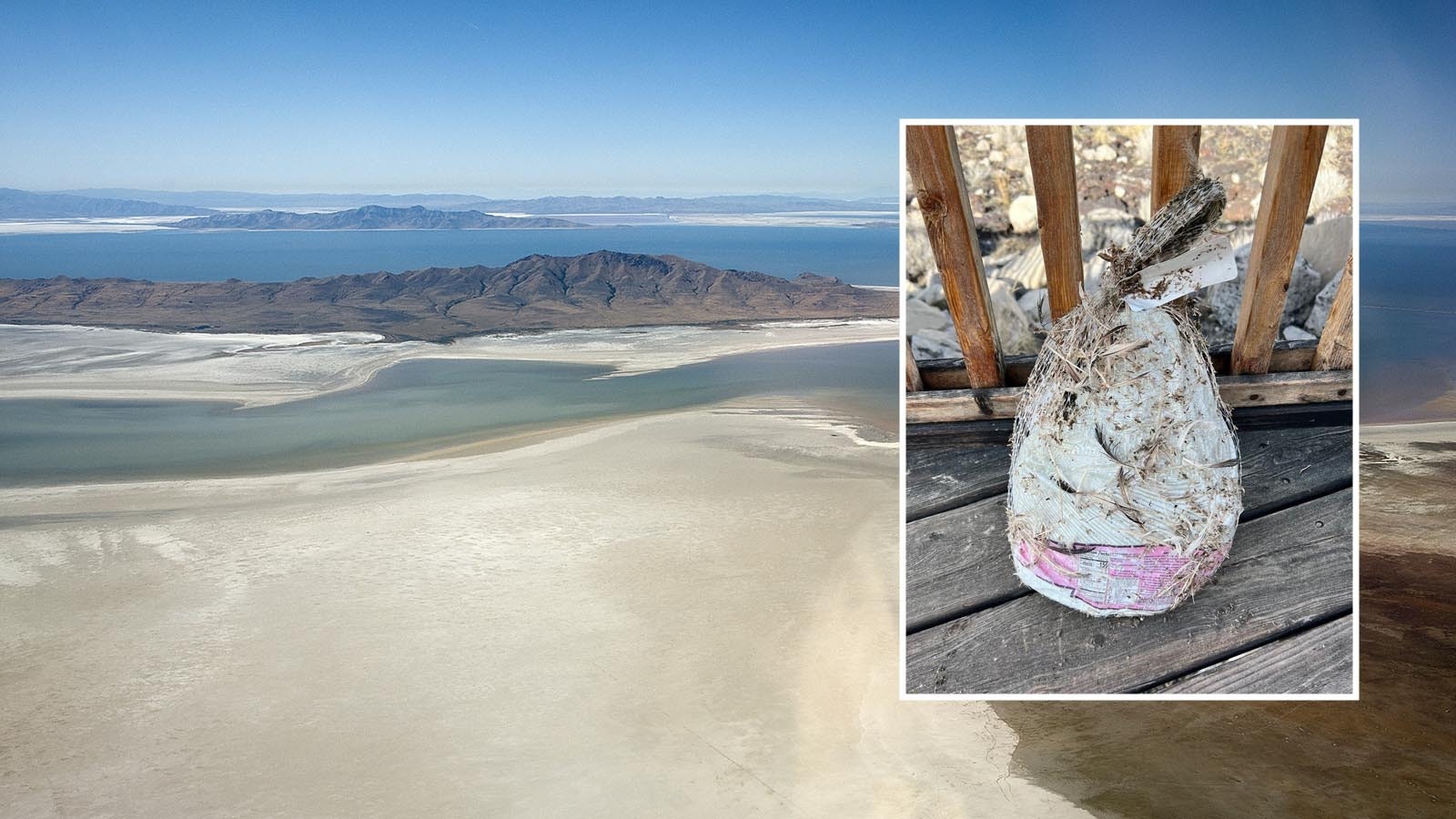 After finding a turkey that washed up on shore at the Great Salt Lake in Utah, officials there are warning people to not try and brine their Thanskgiving birds in the lake.