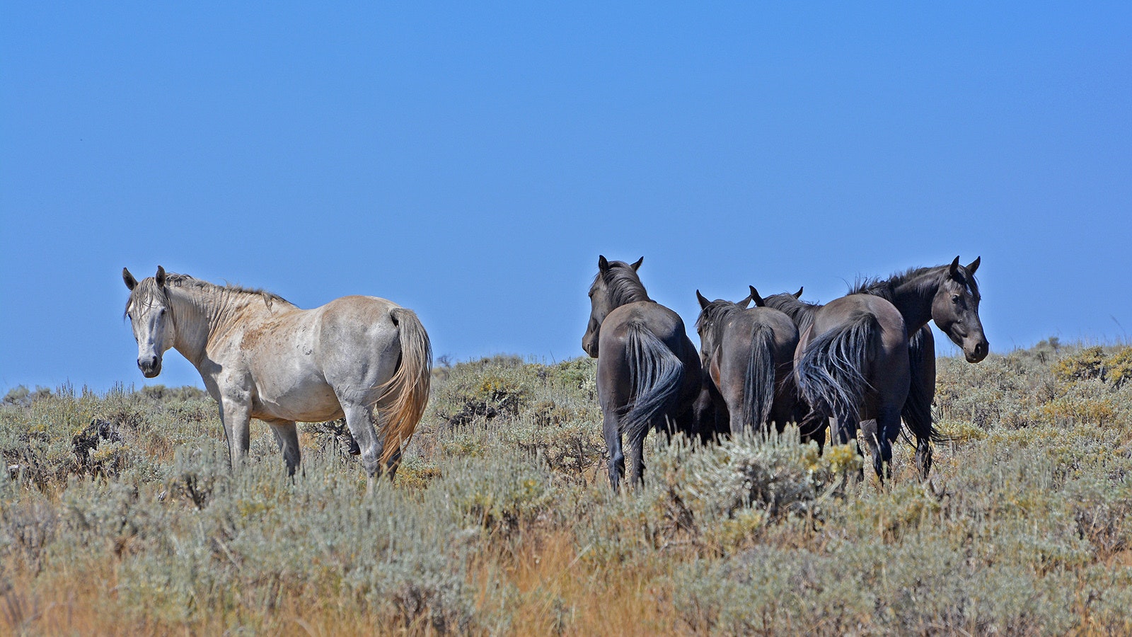 The rugged and remote Green Mountain area in the Laramie Range in Albany County is prized for its elk and bighorn sheep hunting. The proposed Britania Land Exchange would trade rugged Forest Service Land in Albany for two parchels farther to the north.