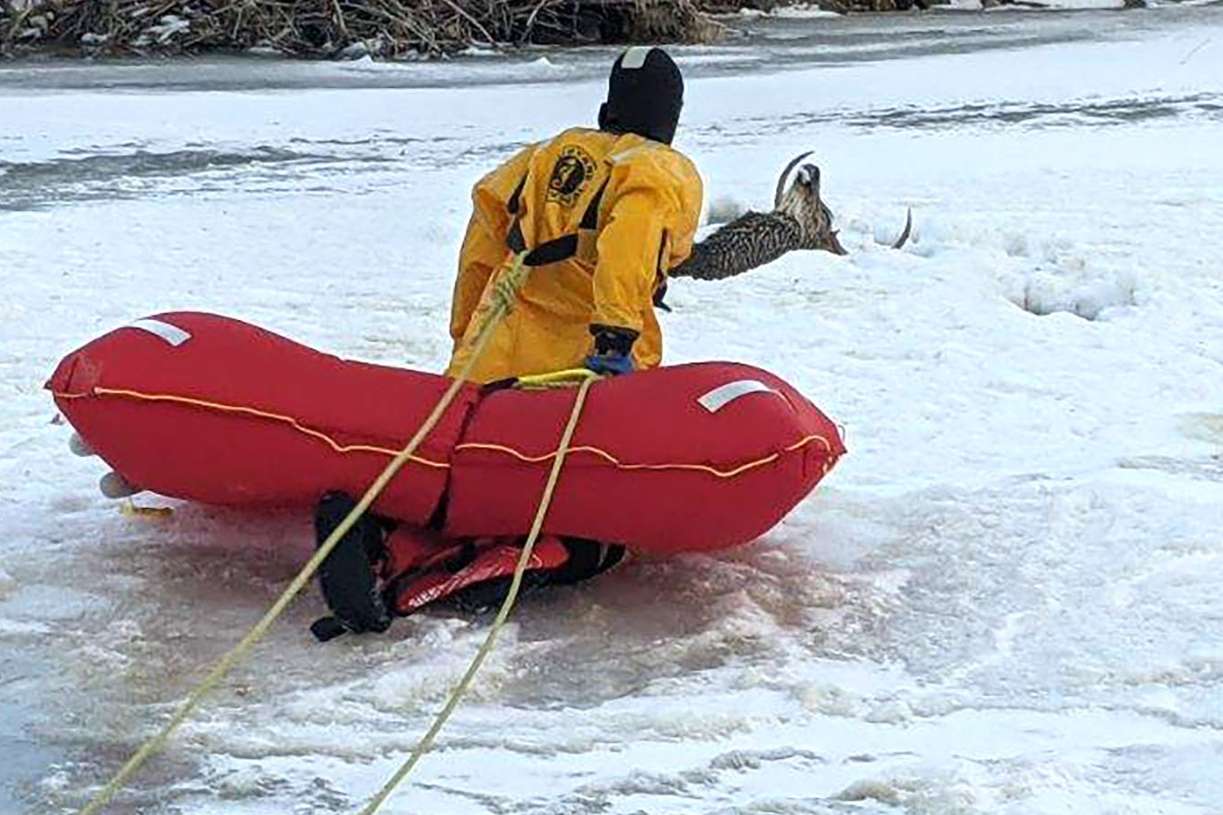 A member of the Green River Fire Department's Swift Water Rescue Team makes his way to a large deer buck that broke through the ice at Expedition Island Sunday afternoon.
