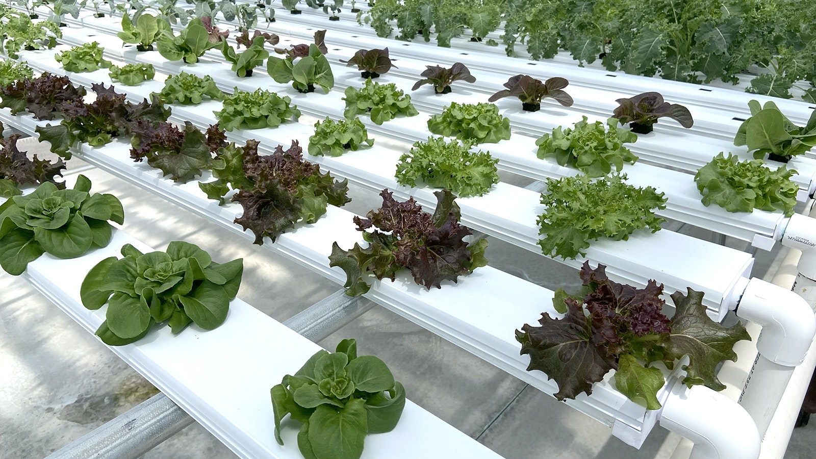 Hydroponic greens in production at Satchitanada Ranch in Sublette County.