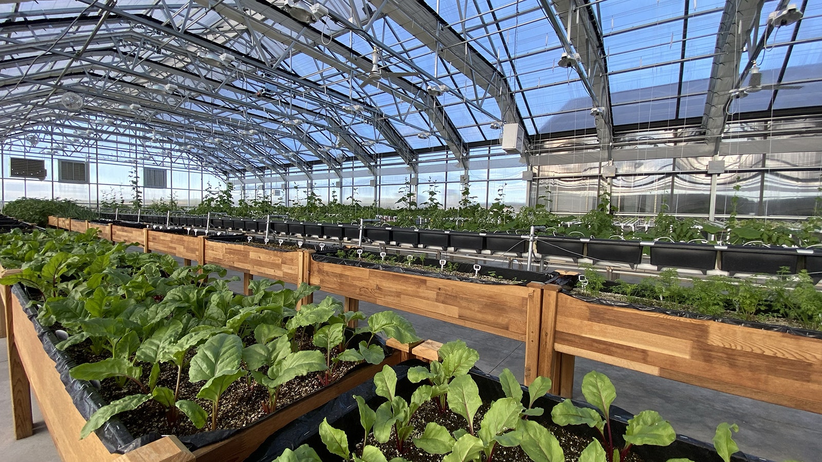 The Satchitanada Ranch in Sublette County produces a range of greens and herbs including two different kinds of basil.