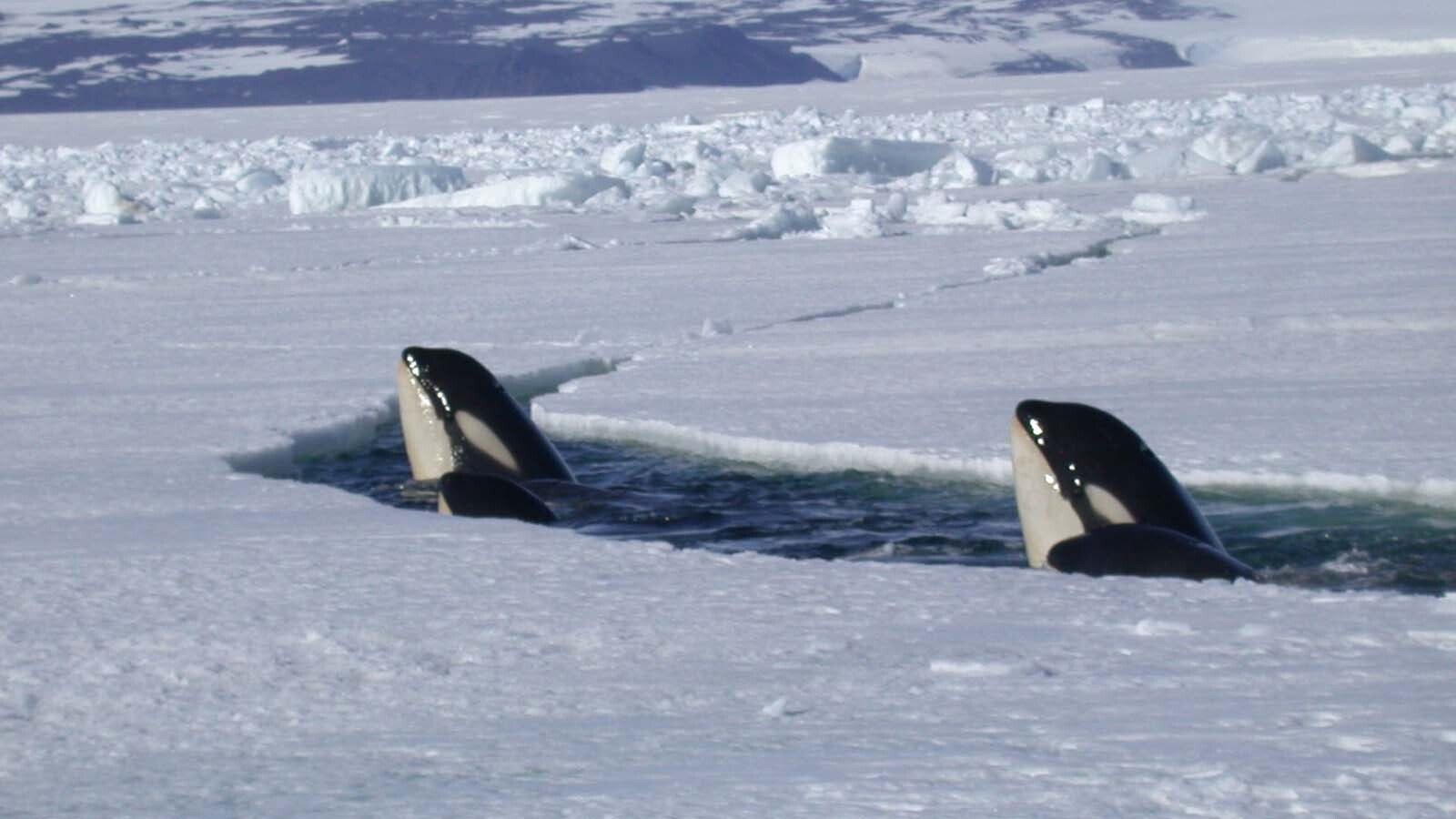 Orca sighting near McMurdo Station.