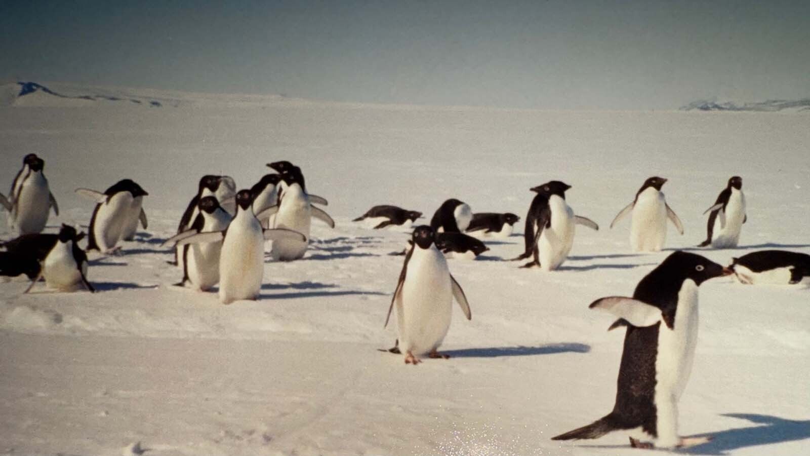Penguins doing what penguins do in the sun in Antarctica.
