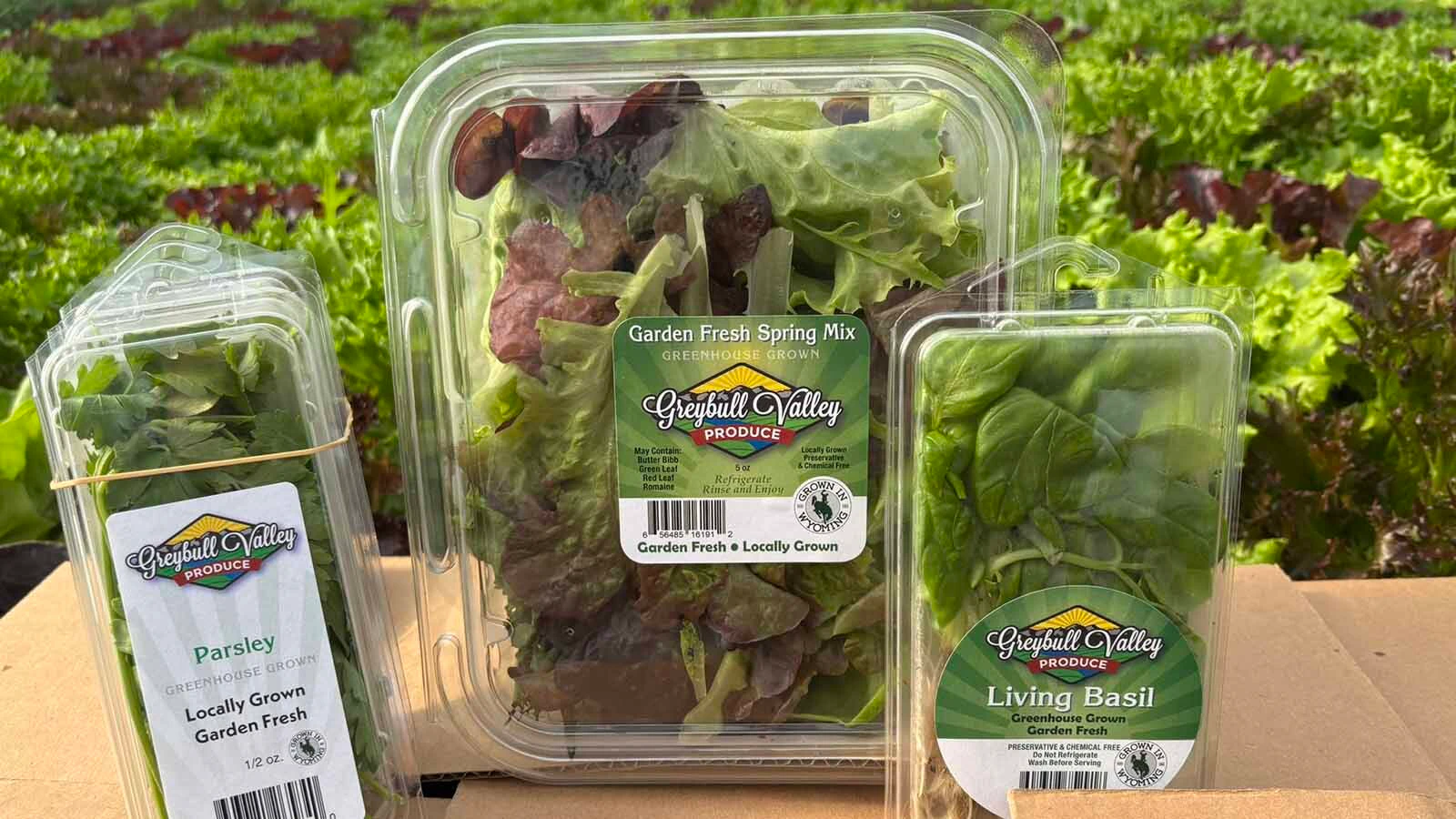 Basil is the No. 1 herb sold by Greybull Valley Produce in Greybull. The Koehn family grow lettuce and herbs in their hydroponic greenhouse that is now fully automated.