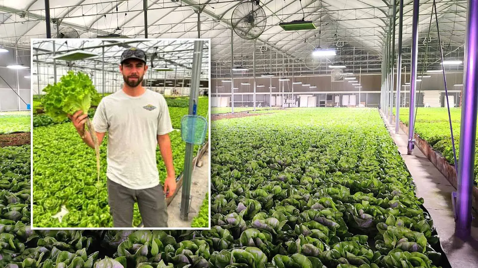 What began as Dwight Koehn's desperate attempt to help feed his cattle nearly a decade ago by growing hydroponic lettuce has ballooned into a new business. Now Greybull Valley Produce sells its produce to stores, restaurants and schools.