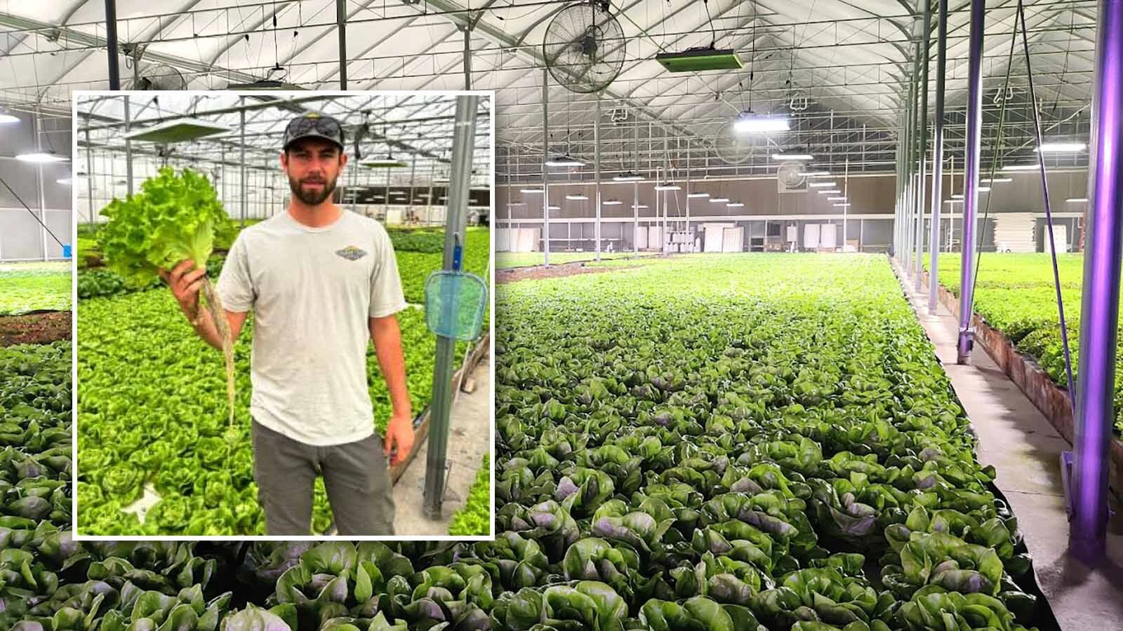 What began as Dwight Koehn's desperate attempt to help feed his cattle nearly a decade ago by growing hydroponic lettuce has ballooned into a new business. Now Greybull Valley Produce sells its produce to stores, restaurants and schools.