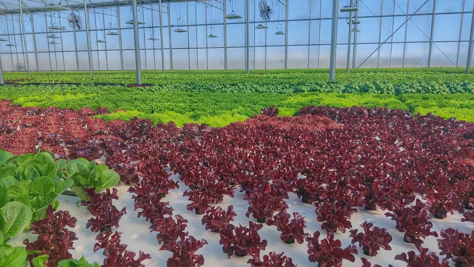 What began as a Greybull rancher’s desperate attempt to help feed his cattle nearly a decade ago by growing hydroponic lettuce has ballooned into a new business. Now Greybull Valley Produce sells its produce to stores, restaurants and schools.