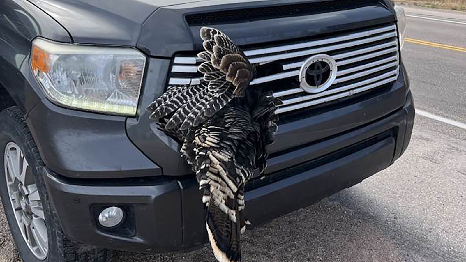 There's another month until Thanksgiving, but a Nevada rancher is giving thanks after totaling a wild Wyoming turkey near Devils Tower. That’s because the bird that got stuck in his grill didn’t cause any serious damage.