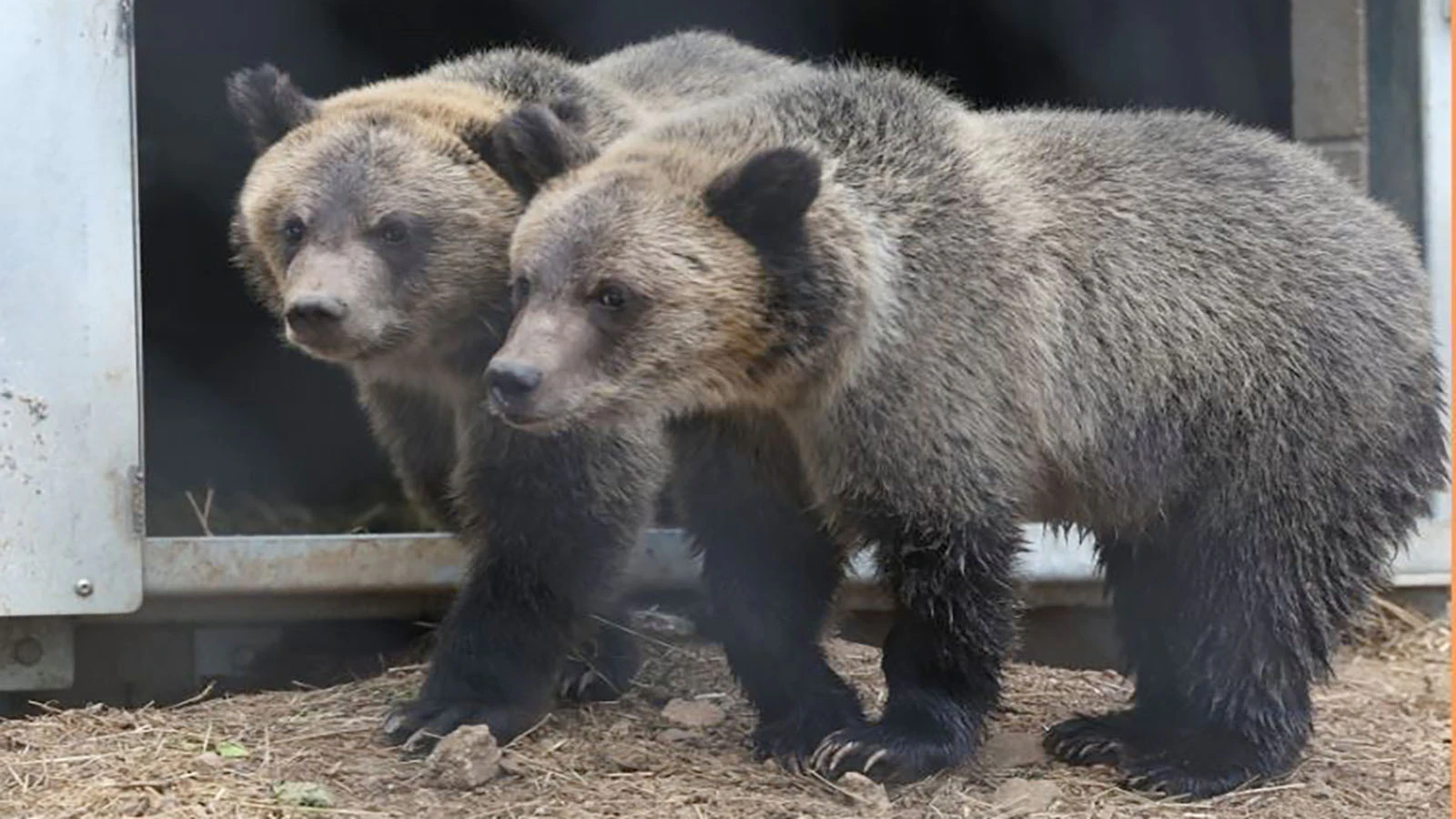 Two grizzly cubs at the Cheyenne Mountain Zoo are related to 399, the famous Grand Teton National Park matriarch.