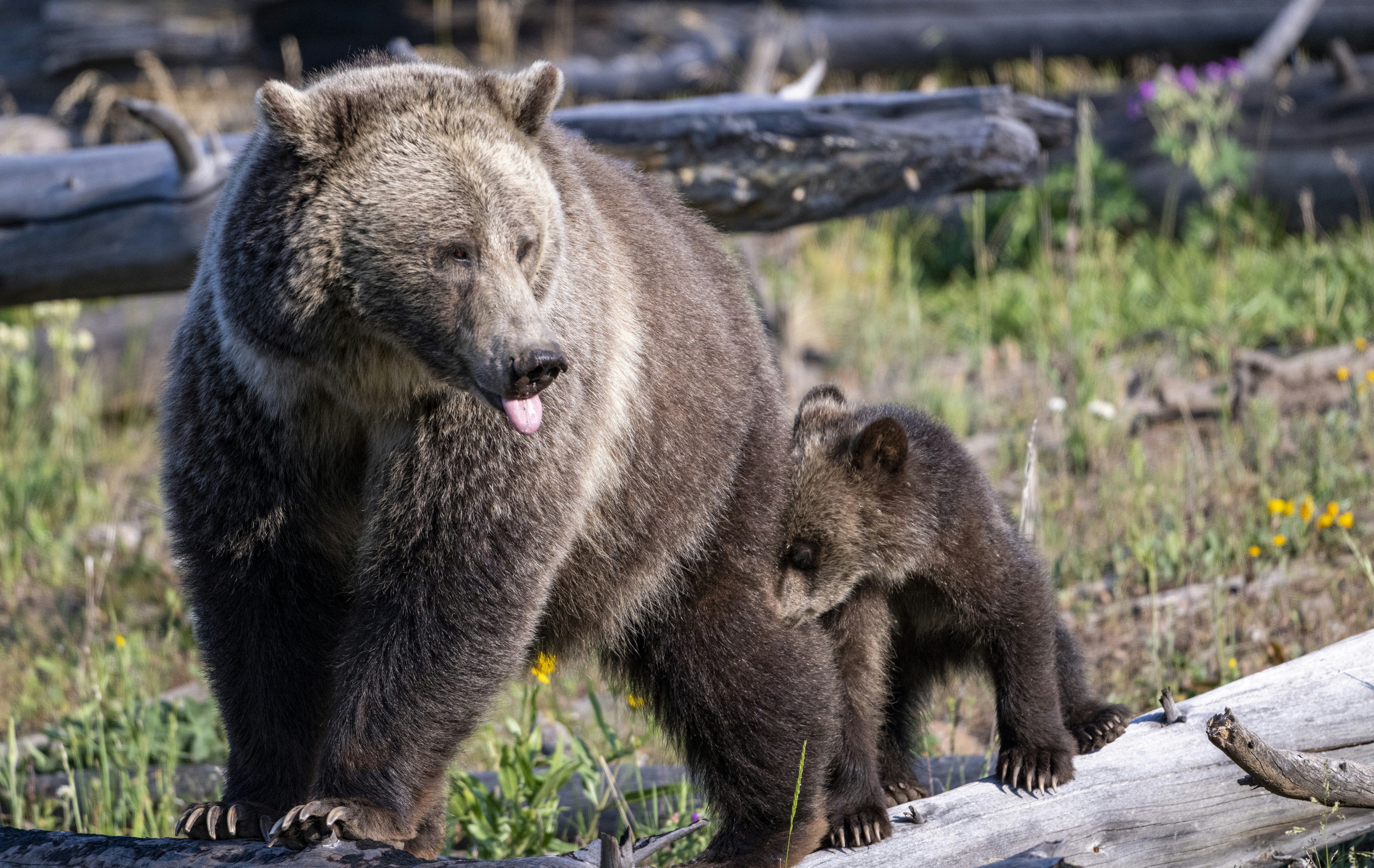 Wyoming’s U.S. senators say the Senate should skip its scheduled August break if that’s what it takes to finally get Brian Nesvik in charge of the U.S. Fish and Wildlife Service. That’s likely to lead to a long-awaited delisting of grizzly bears.