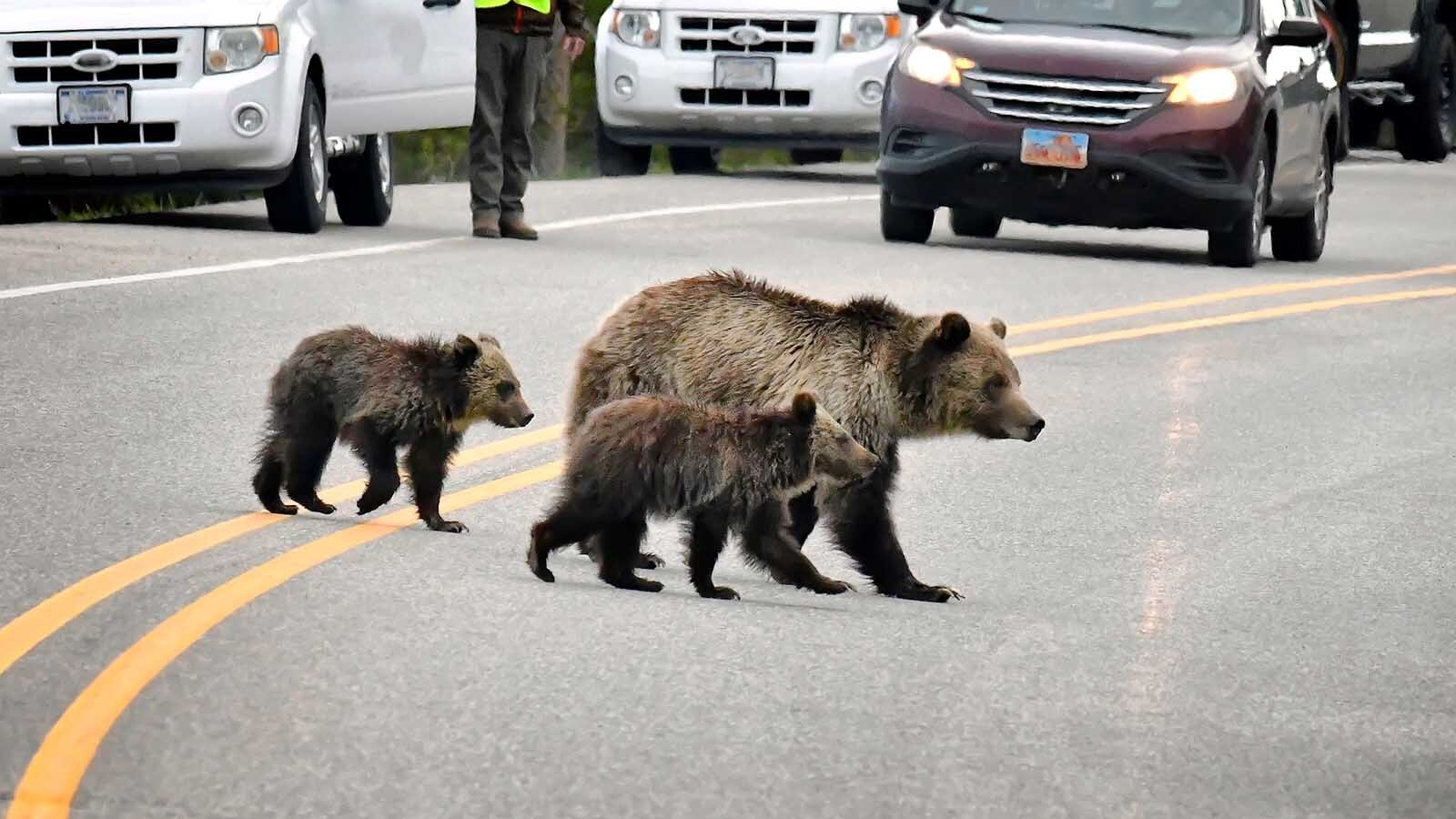 Wyoming’s U.S. senators say the Senate should skip its scheduled August break if that’s what it takes to finally get Brian Nesvik in charge of the U.S. Fish and Wildlife Service. That’s likely to lead to a long-awaited delisting of grizzly bears.
