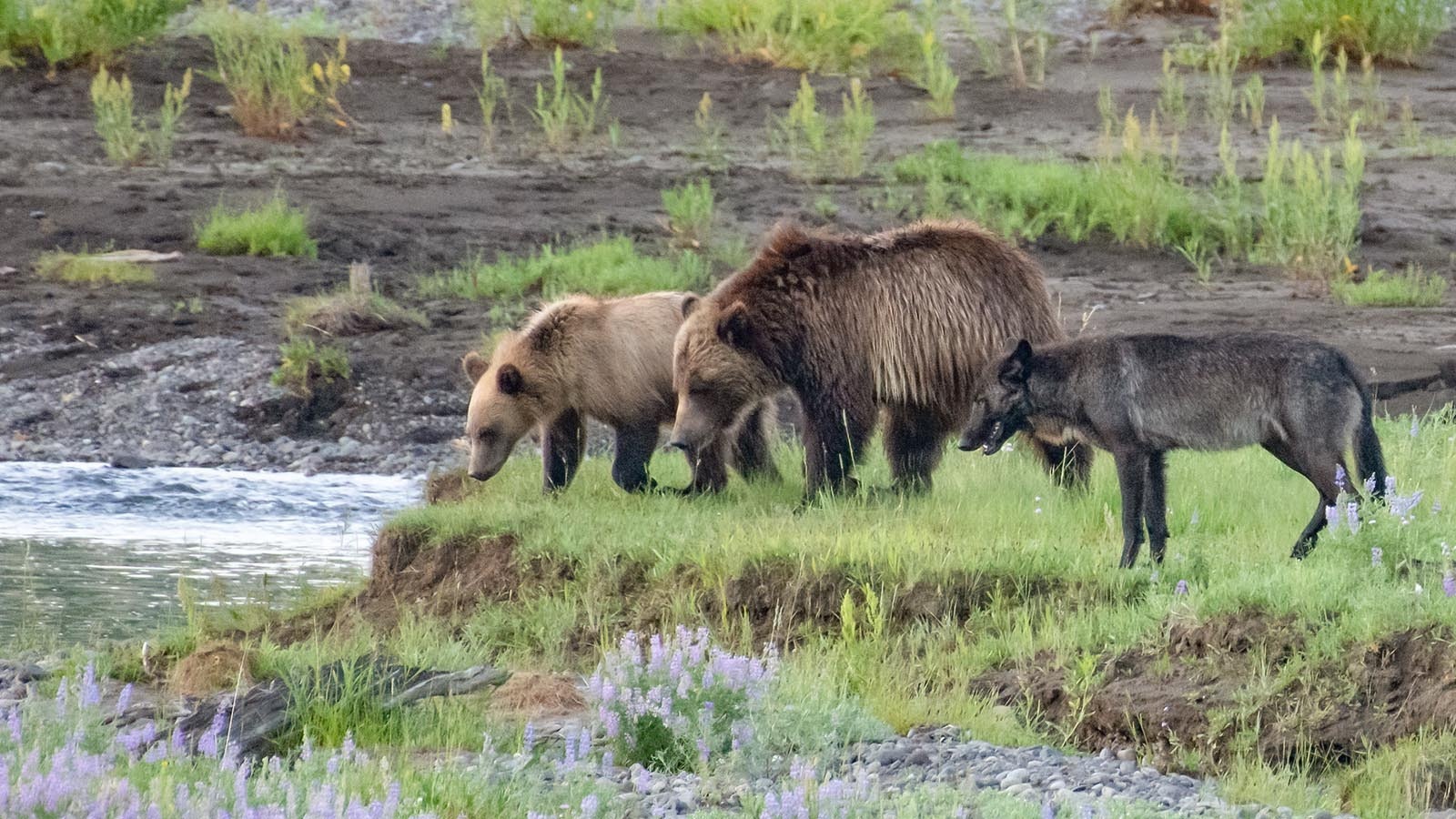 Grizzlies and wolf 8 3 24