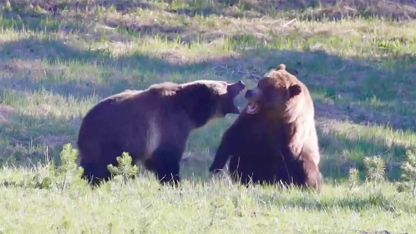 Male Grizzly 288, called Quill, got aggressive with female Grizzly 864 while trying to mate with her in Yellowstone National Park