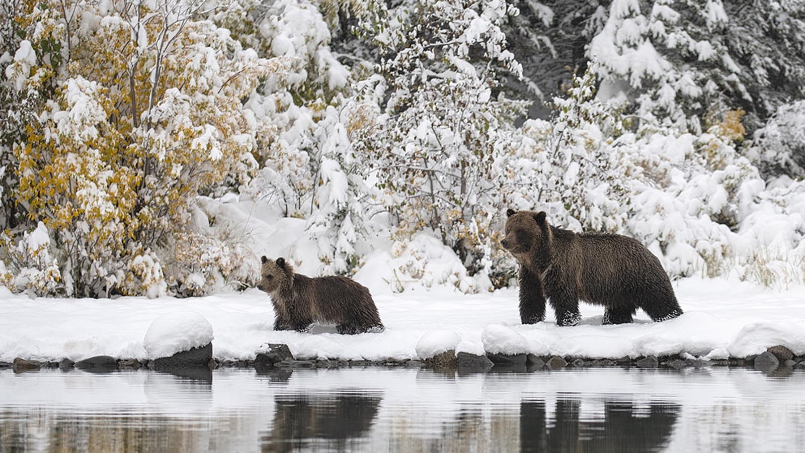 Grizzlies by water in winter 11 22 24