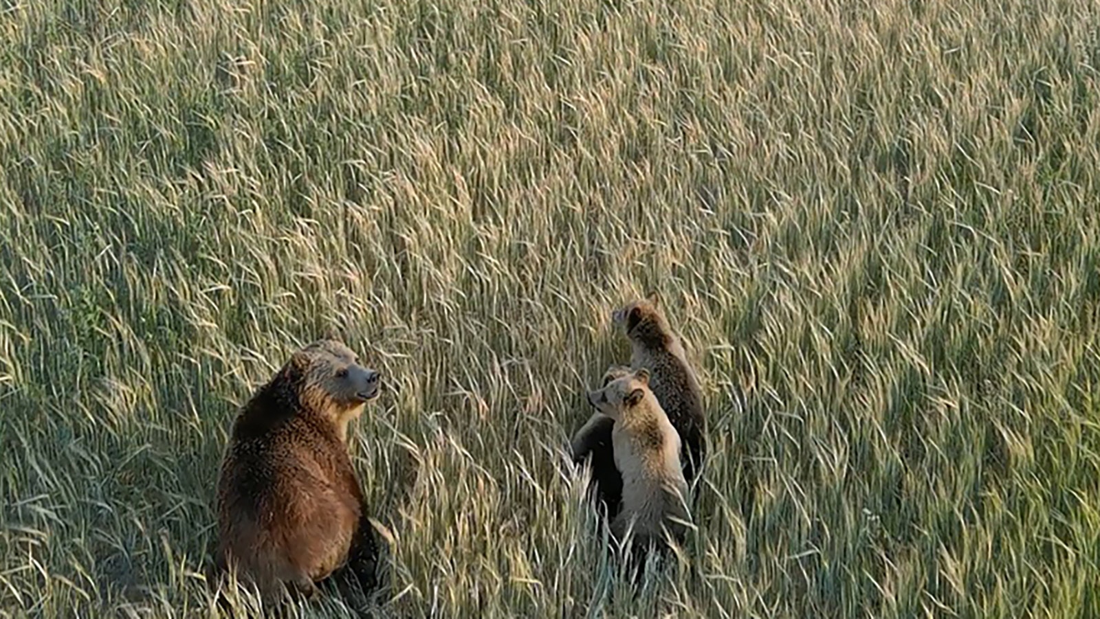 Montana wildlife agents sometimes use drones to chase grizzly bears away from farms and ranches on the high plains.