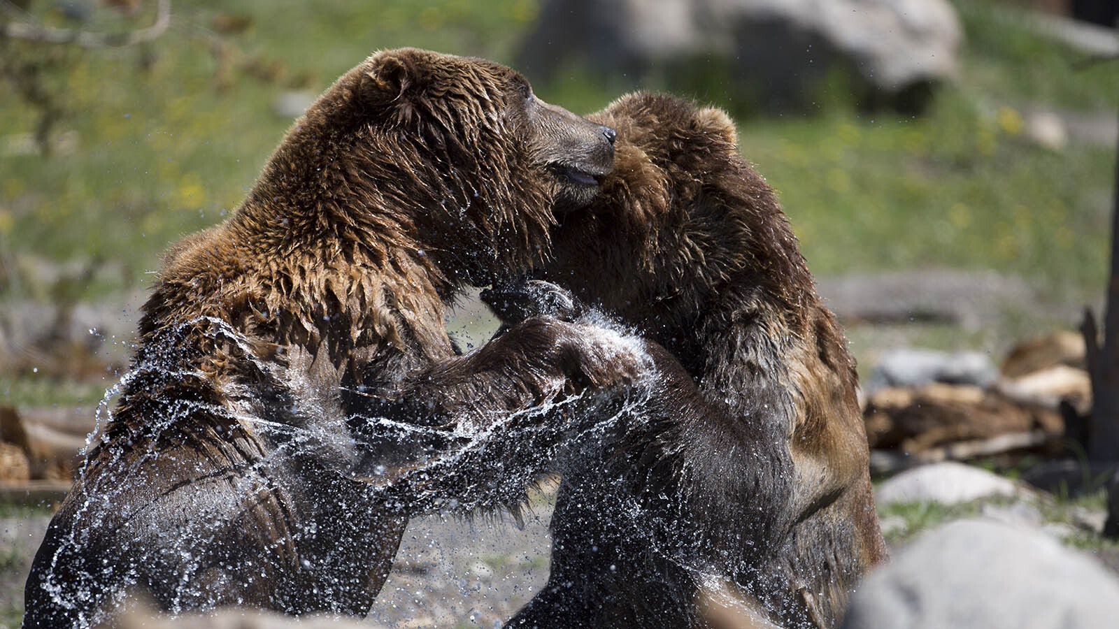 Grizzlies fight in wate 12 11 24