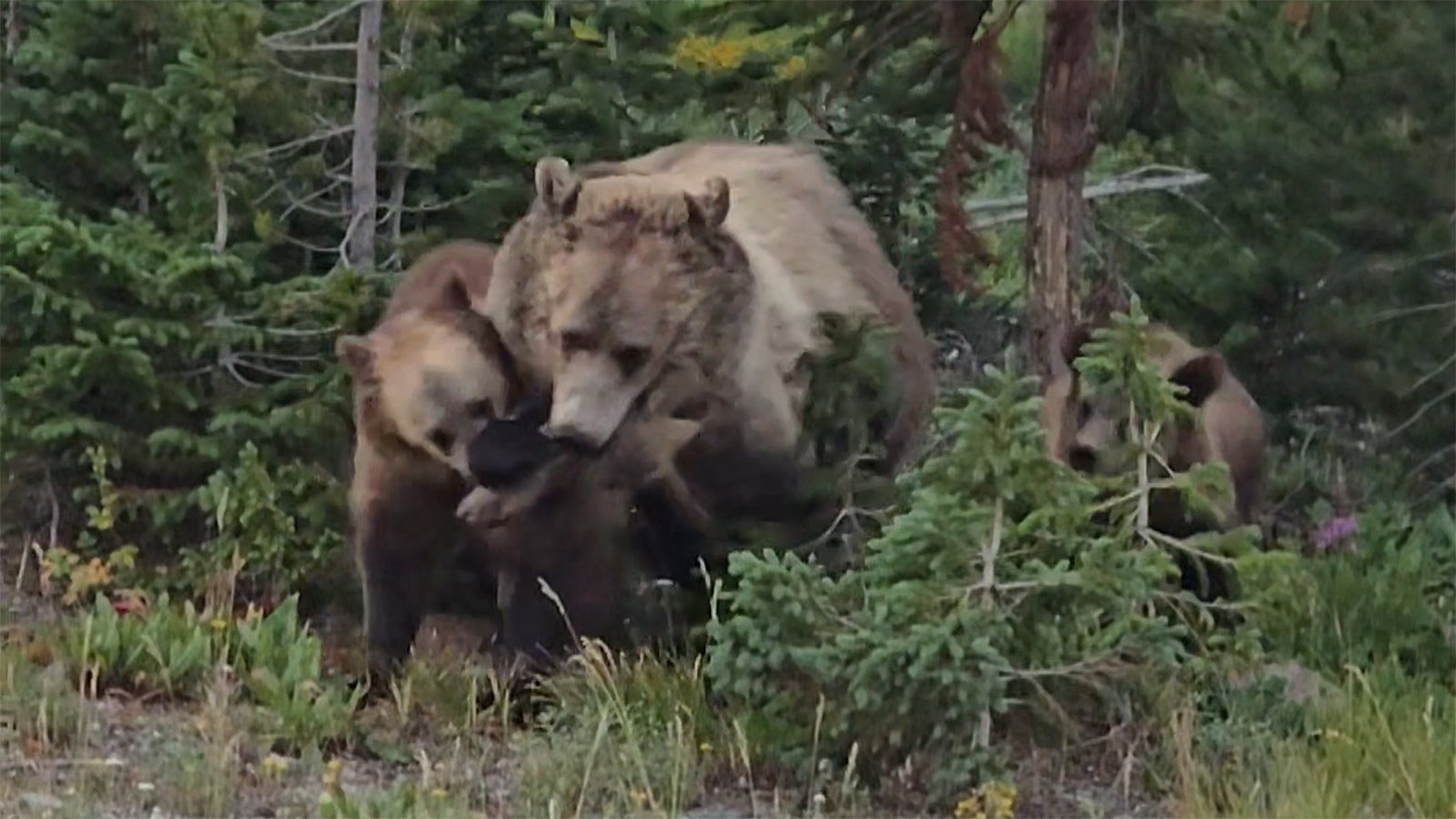 A momma grizzly and her cub tussle over a scrap of food, with the cub apparently prevailing, early Wednesday in Yellowstone National Park.