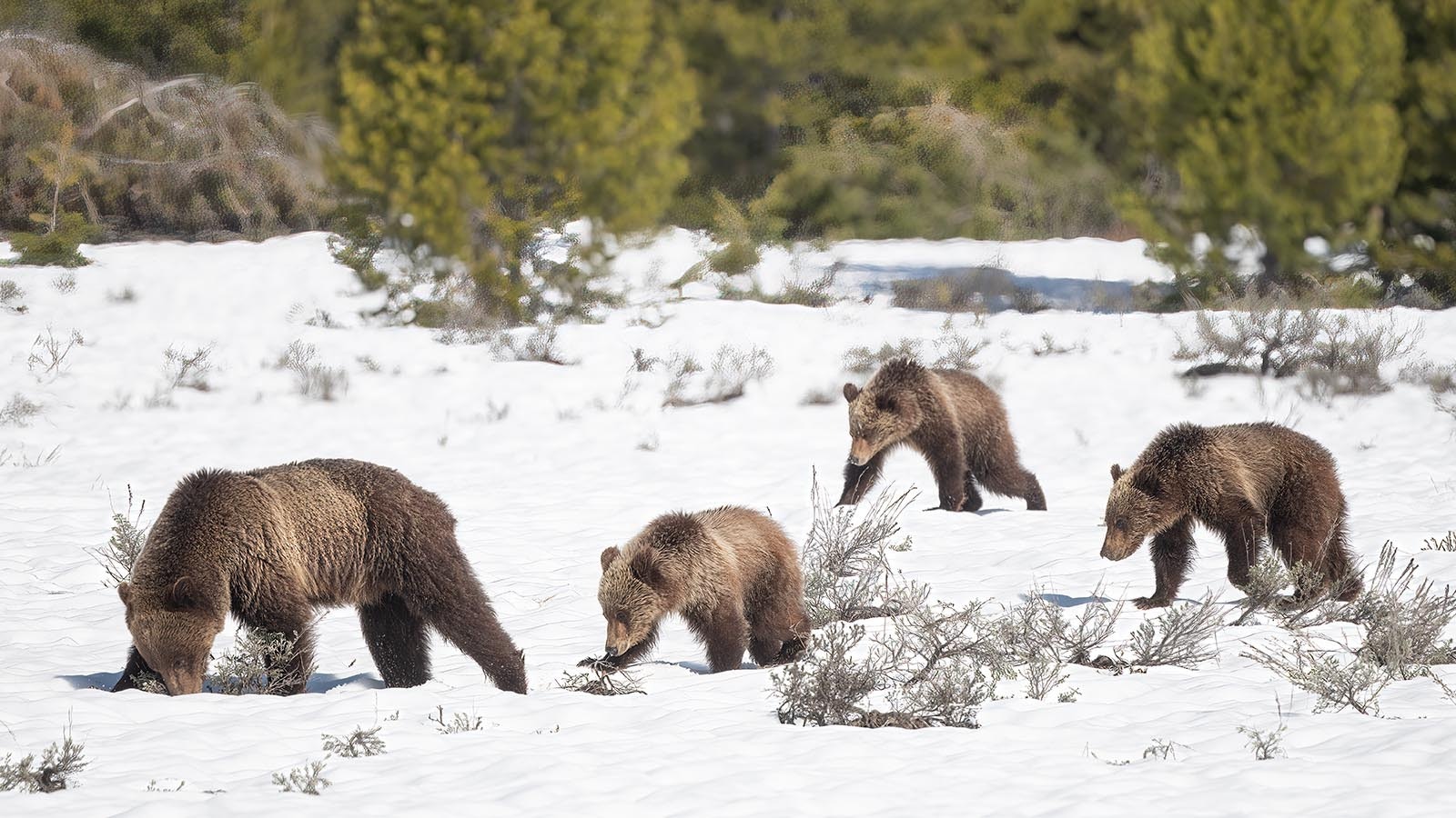 Grizzlies in GYE Getty Images 1498534144 1 9 25