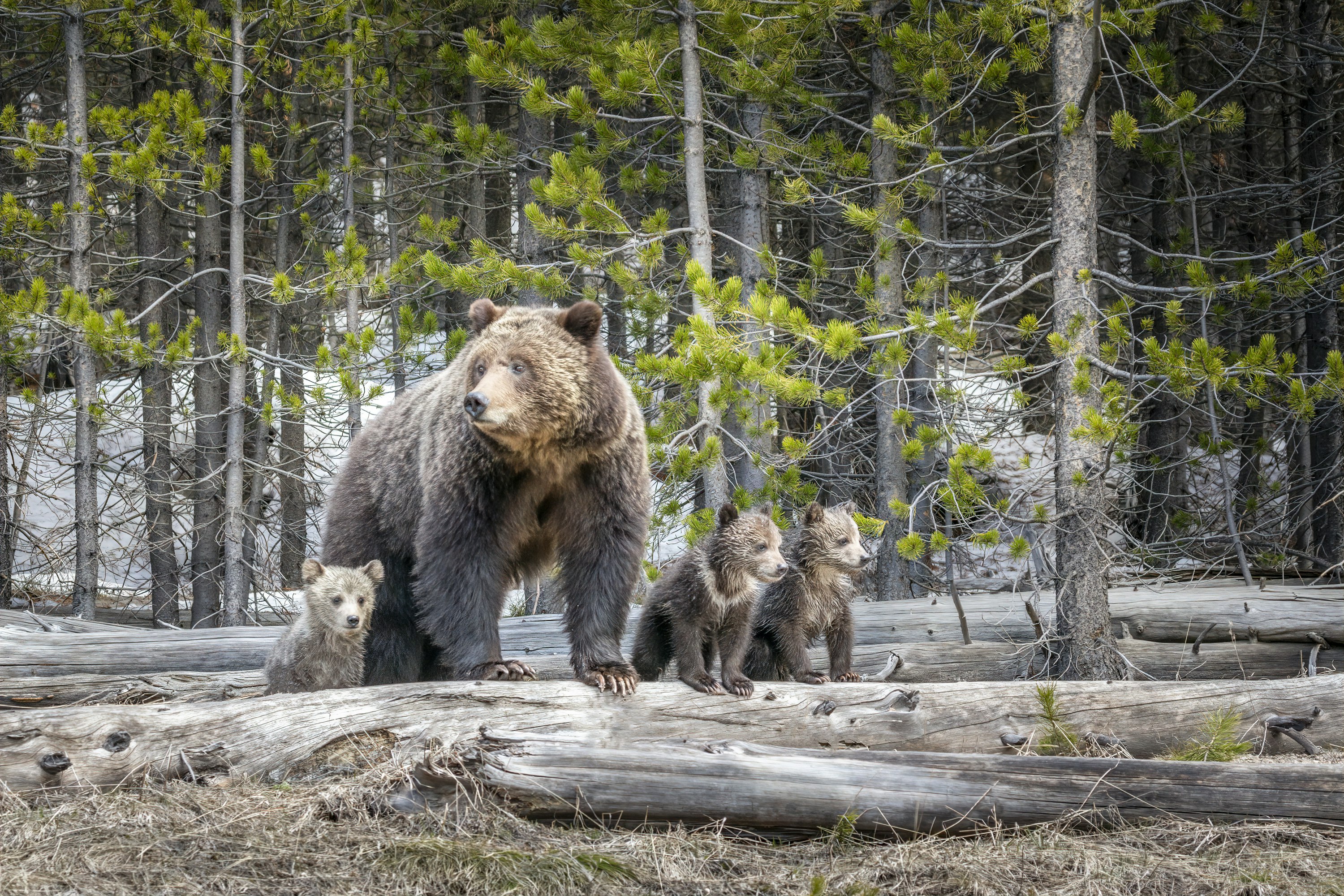 A U.S. House committee advanced legislation Tuesday sponsored by U.S. Rep. Harriet Hageman, R-Wyoming, to remove Yellowstone-area grizzly bears from the Endangered Species Act list. The bill also would ban courts from blocking the delisting.