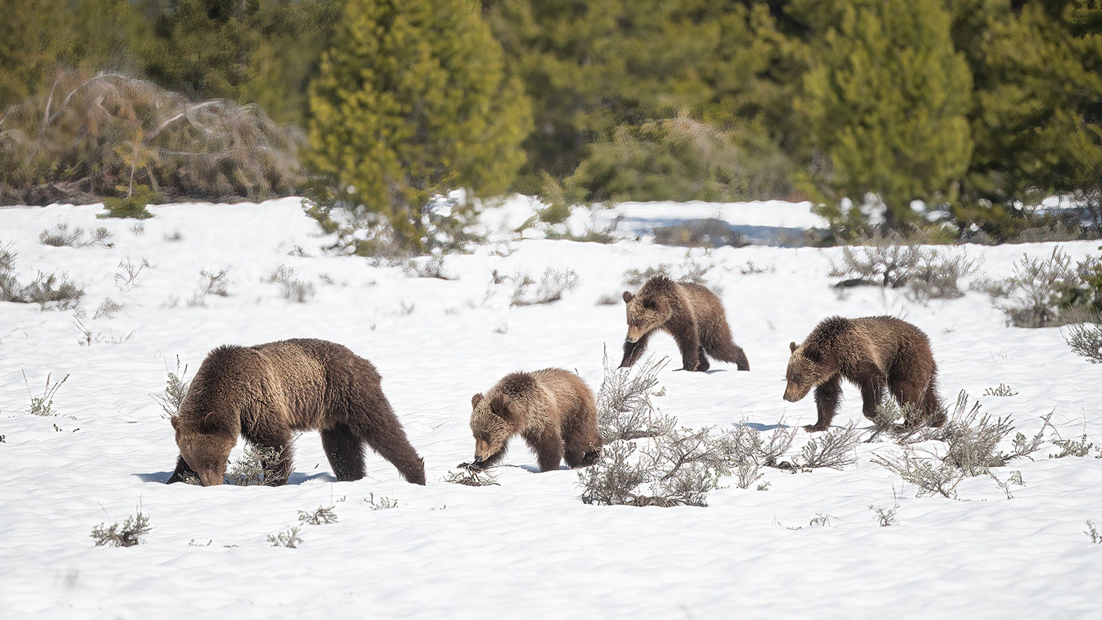 A mother grizzly and her cubs move through the Greater Yellowstone Ecosystem.